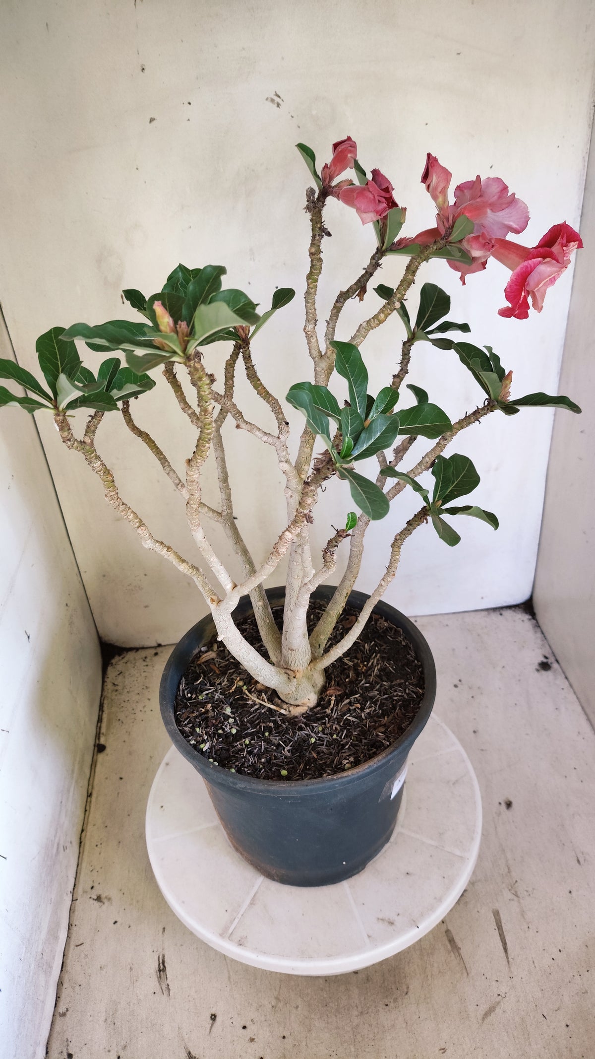 Planta Dobrada 4046 – 45cm – 04 anos - Vaso 20