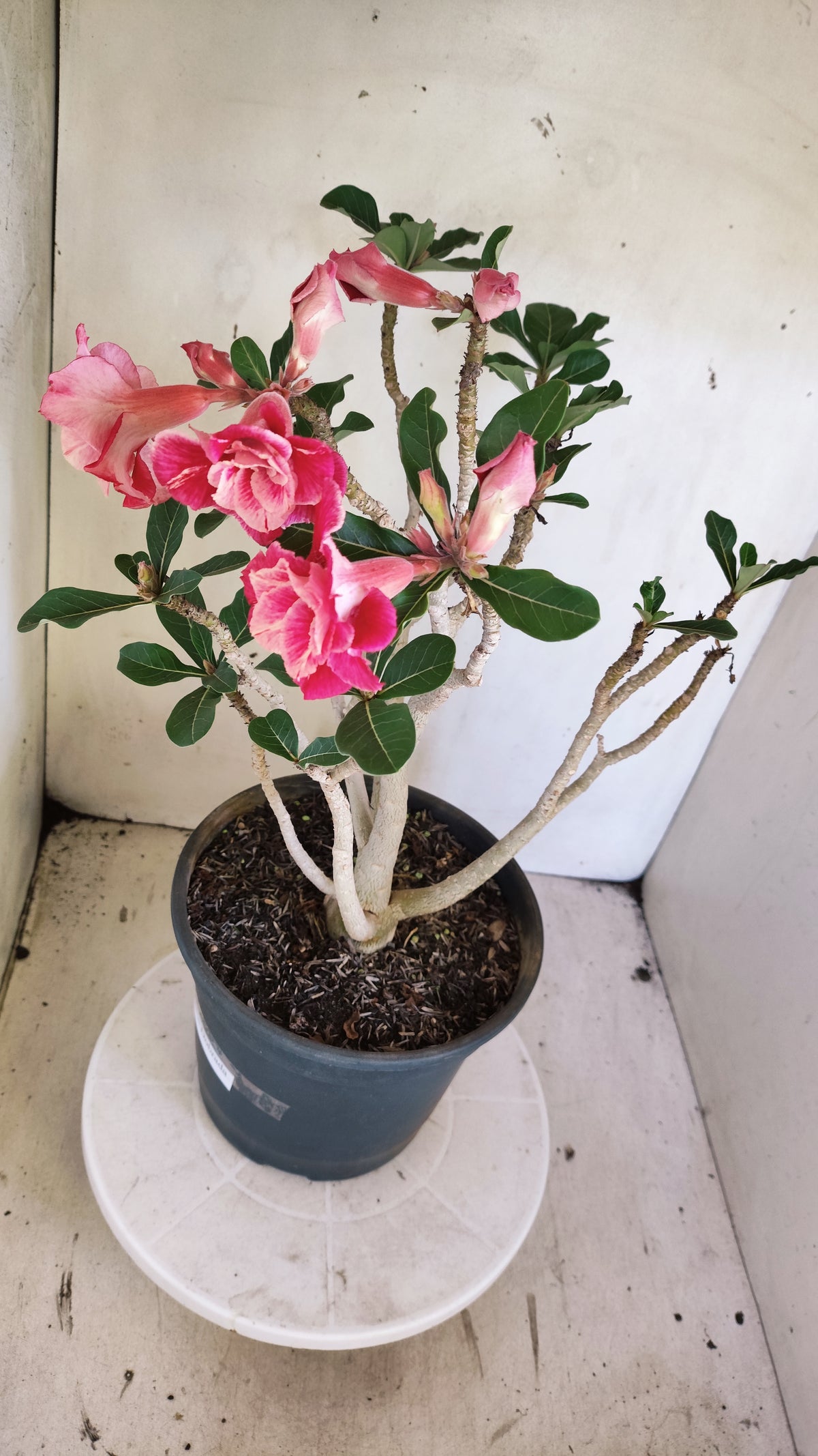 Planta Dobrada 4046 – 45cm – 04 anos - Vaso 20