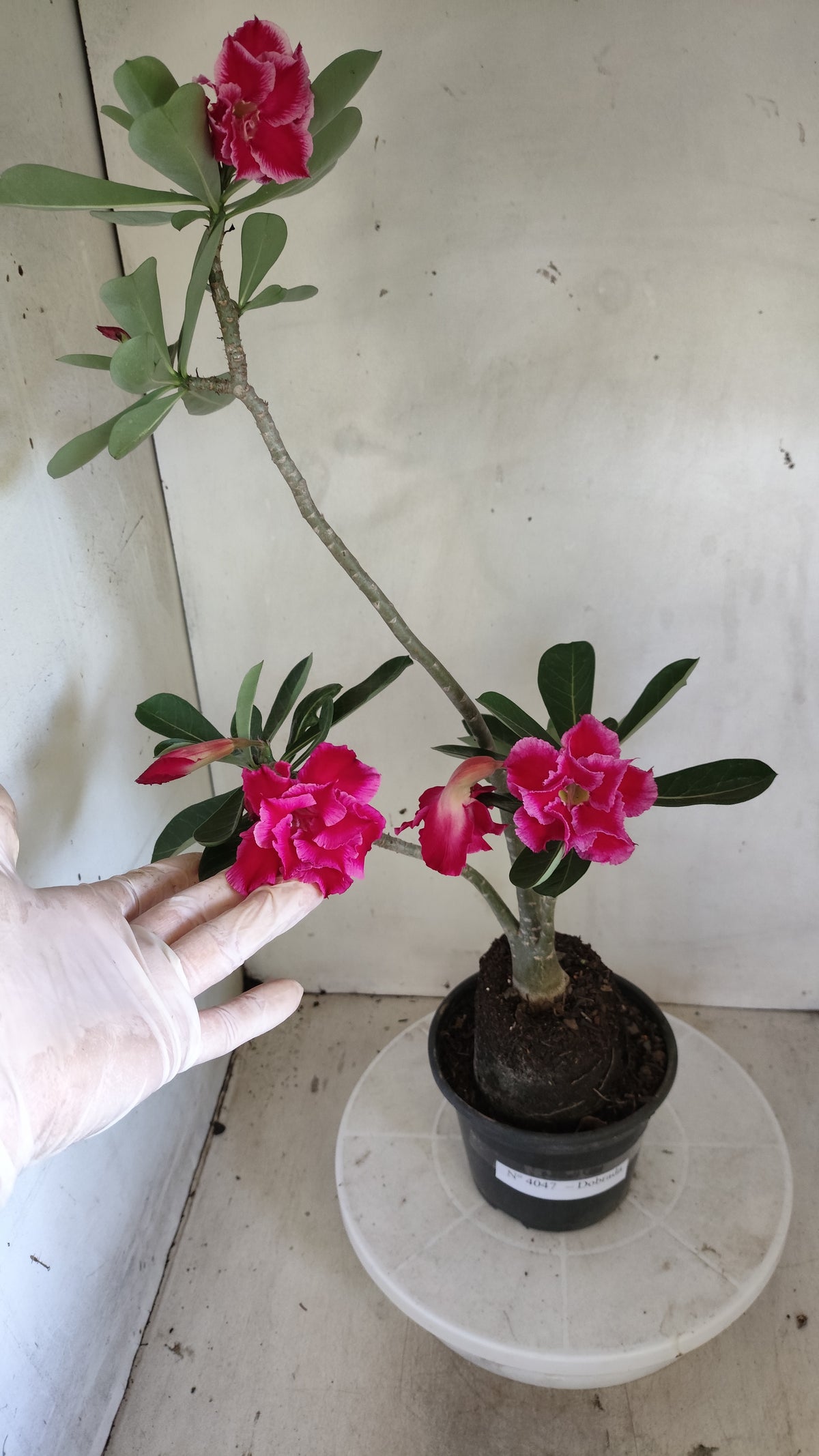 Planta Dobrada 4047 – 4?35cm – 03 anos - Vaso 15