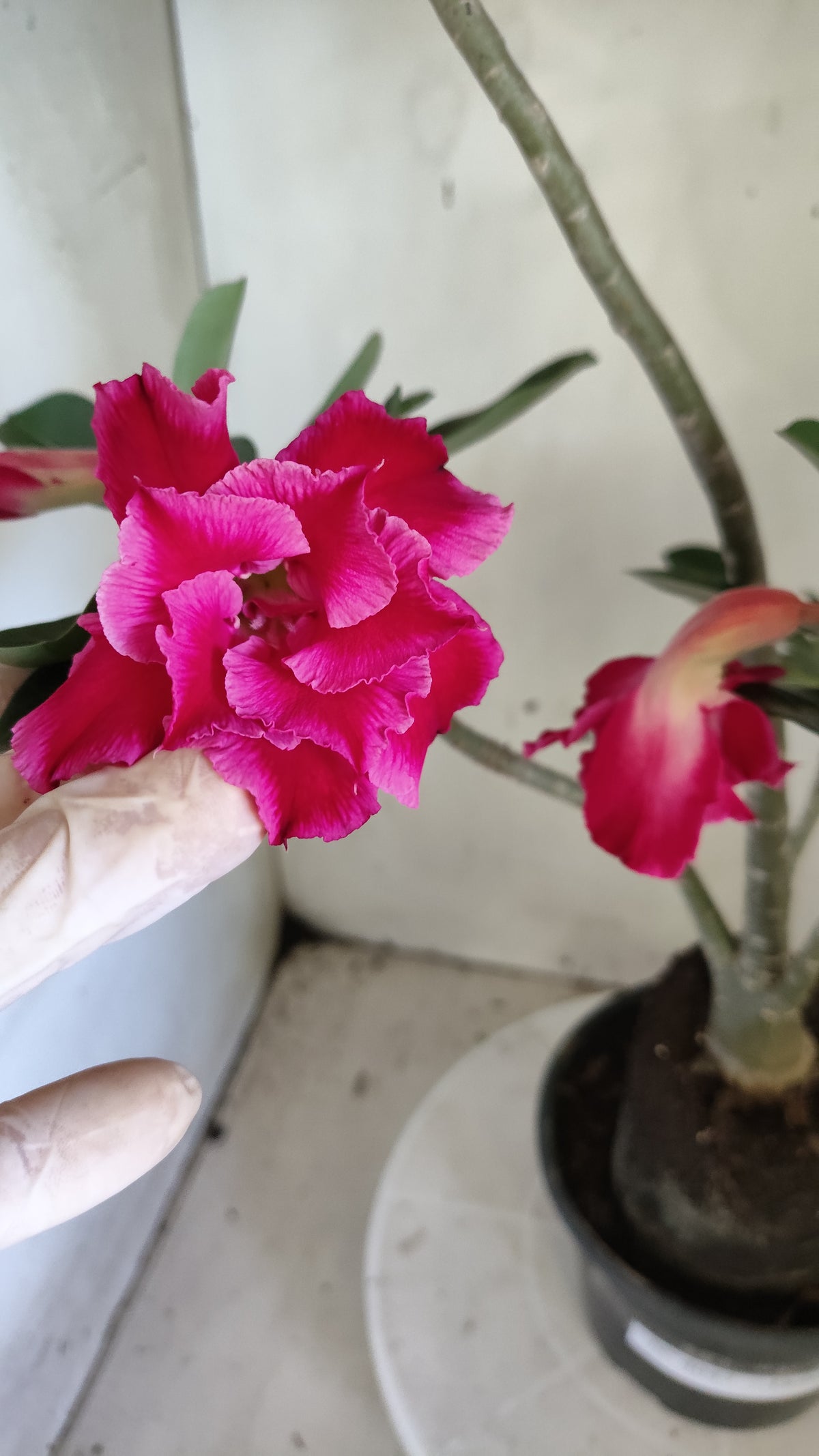 Planta Dobrada 4047 – 4?35cm – 03 anos - Vaso 15