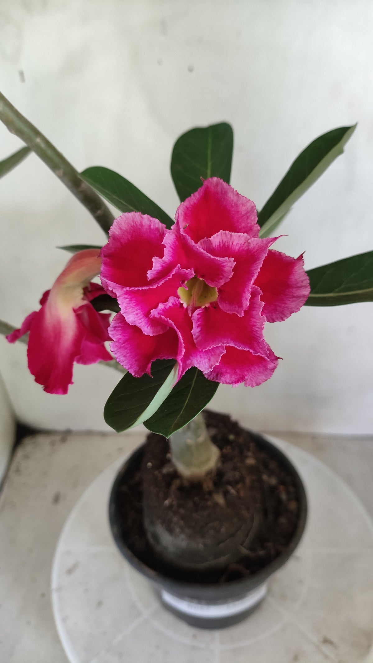 Planta Dobrada 4047 – 4?35cm – 03 anos - Vaso 15