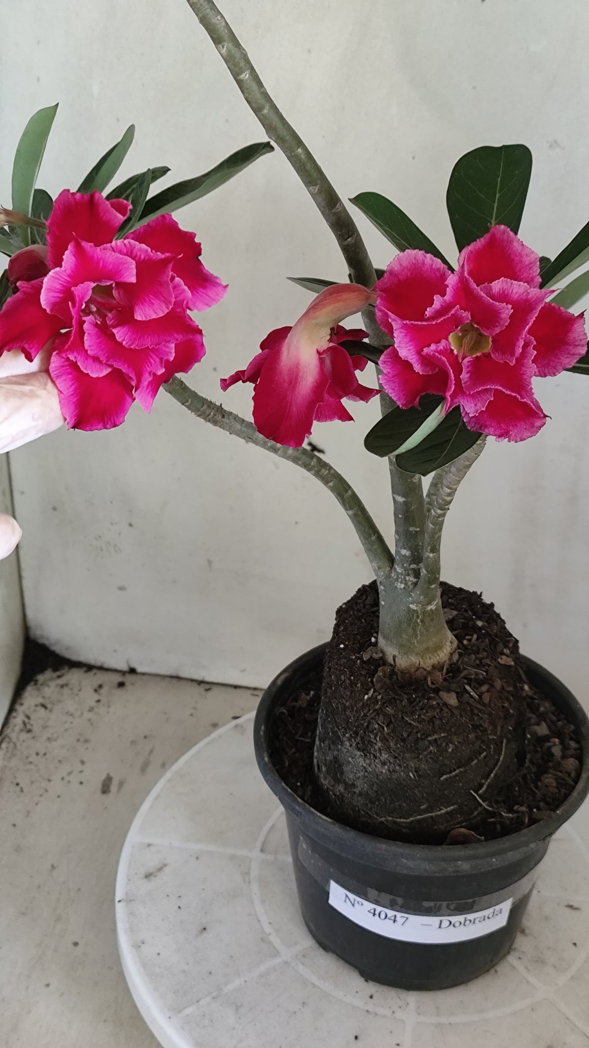 Planta Dobrada 4047 – 4?35cm – 03 anos - Vaso 15