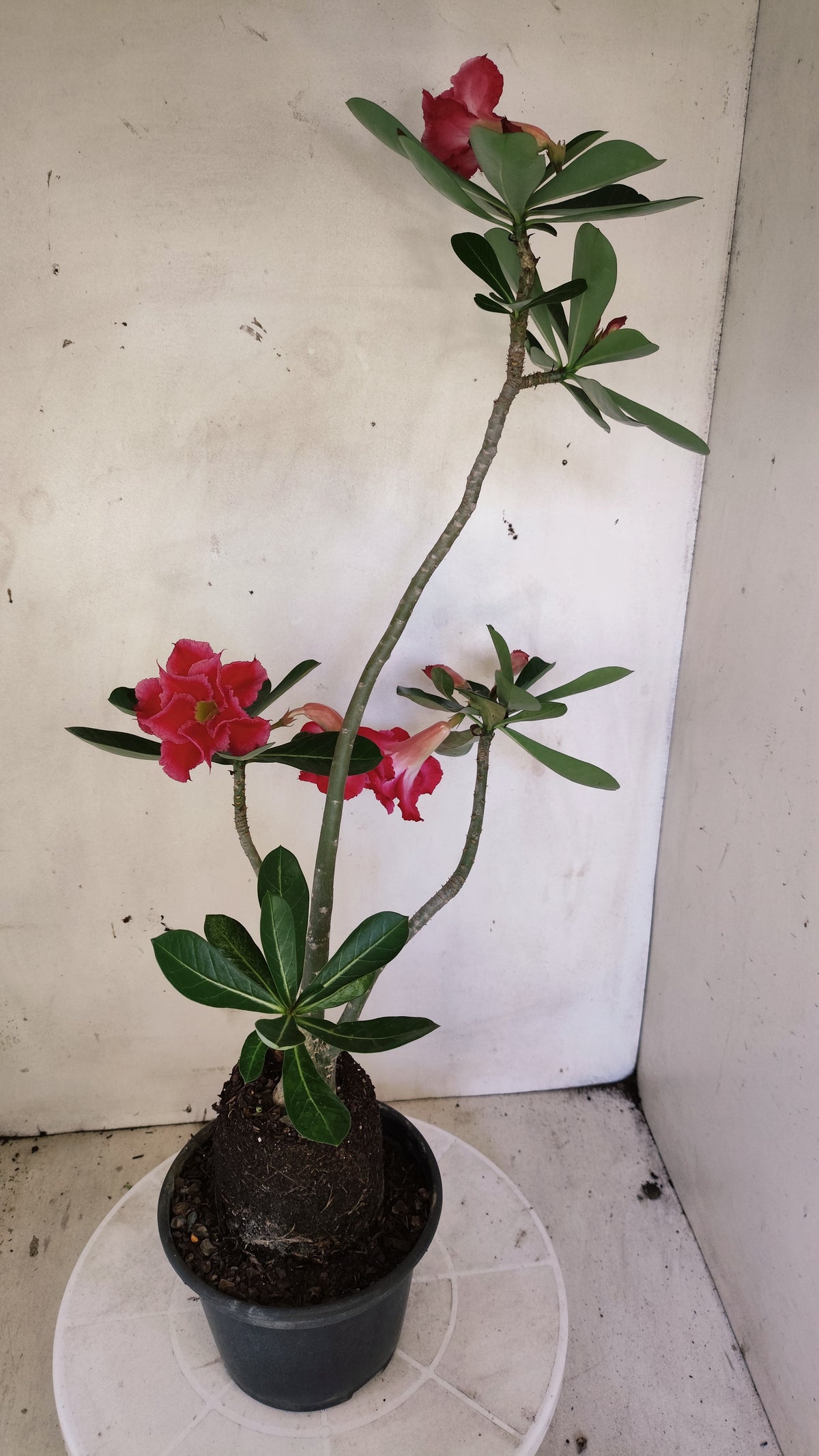 Planta Dobrada 4047 – 4?35cm – 03 anos - Vaso 15