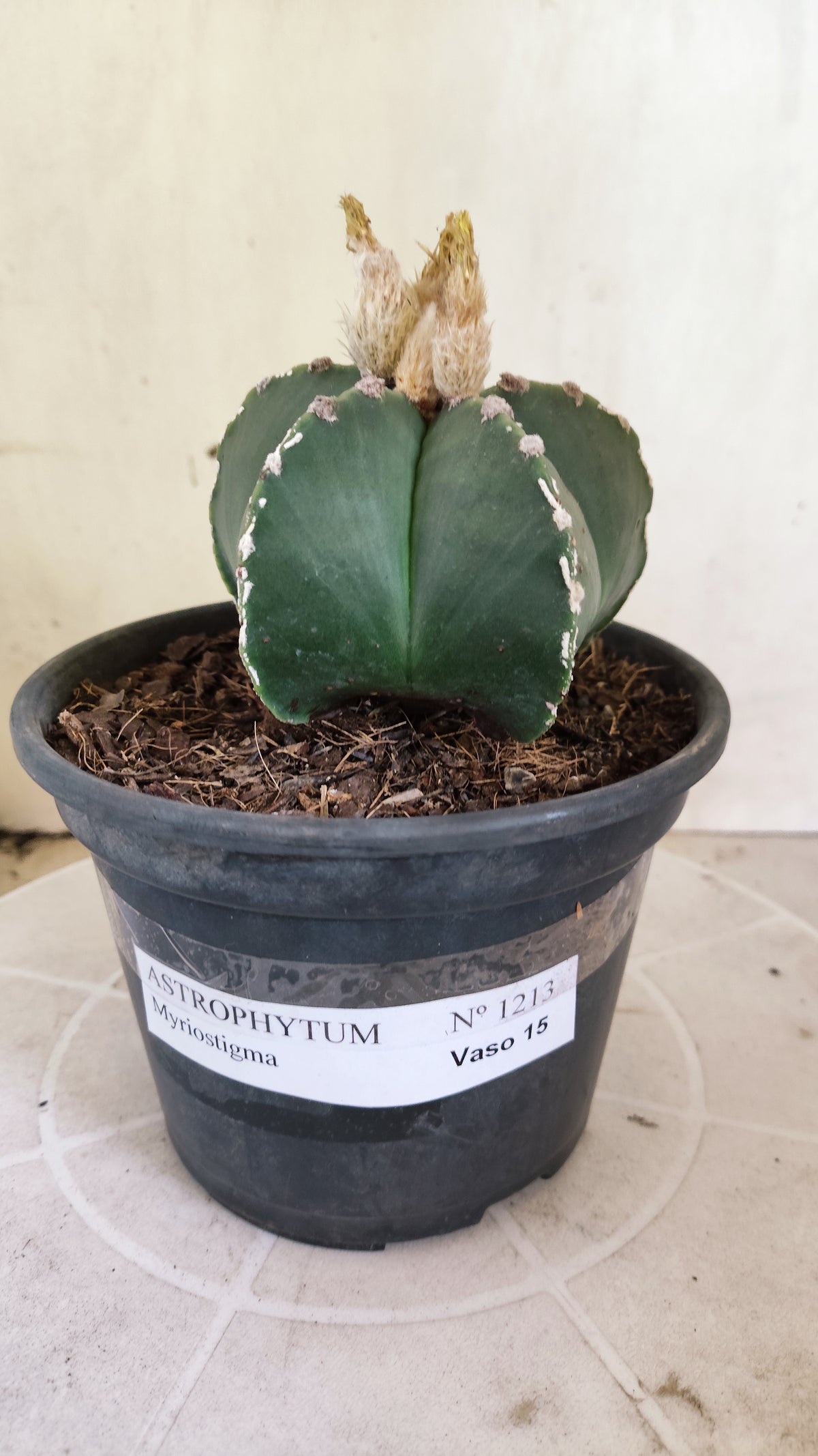 ASTROPHYTUM MYRIOSTIGMA "HAKUJO" Nº 1213 – vaso 15