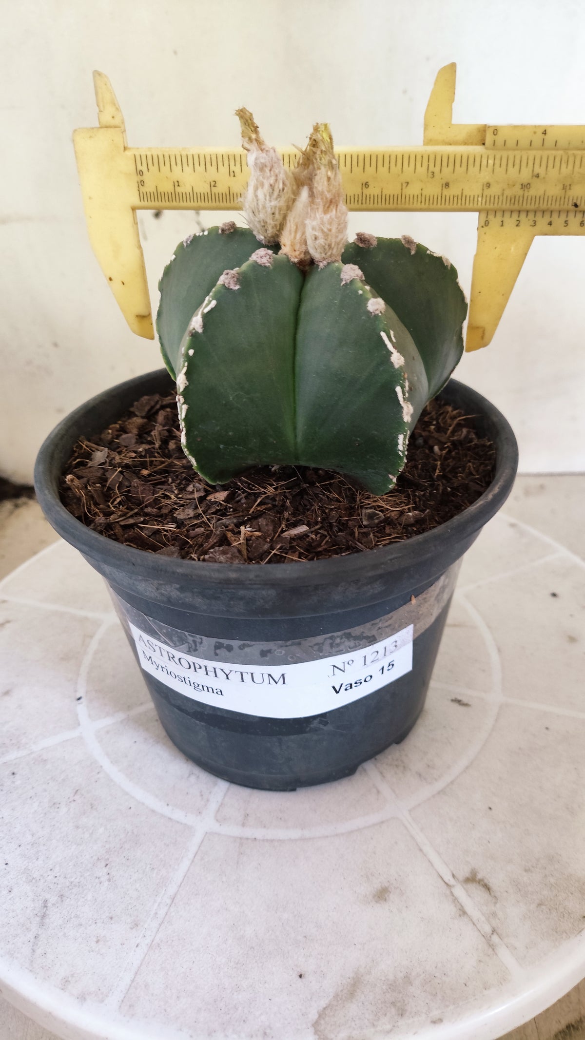 ASTROPHYTUM MYRIOSTIGMA "HAKUJO" Nº 1213 – vaso 15