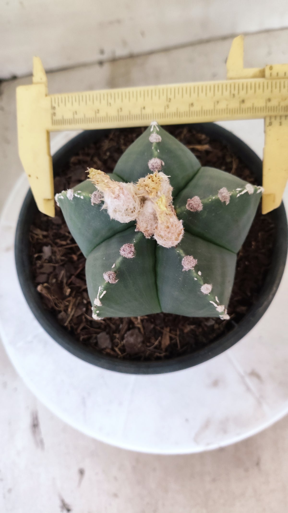 ASTROPHYTUM MYRIOSTIGMA "HAKUJO" Nº 1213 – vaso 15