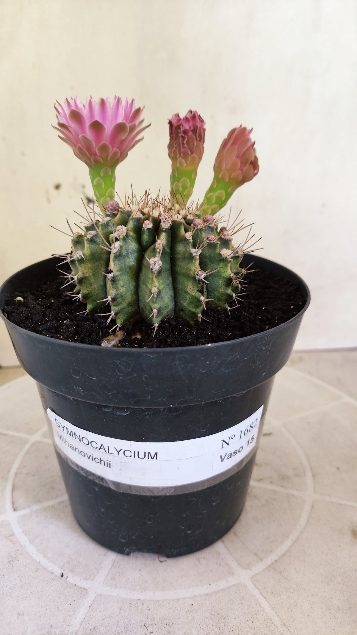GYMNOCALYCIUM Mihanovichii Nº 1682 – vaso 15