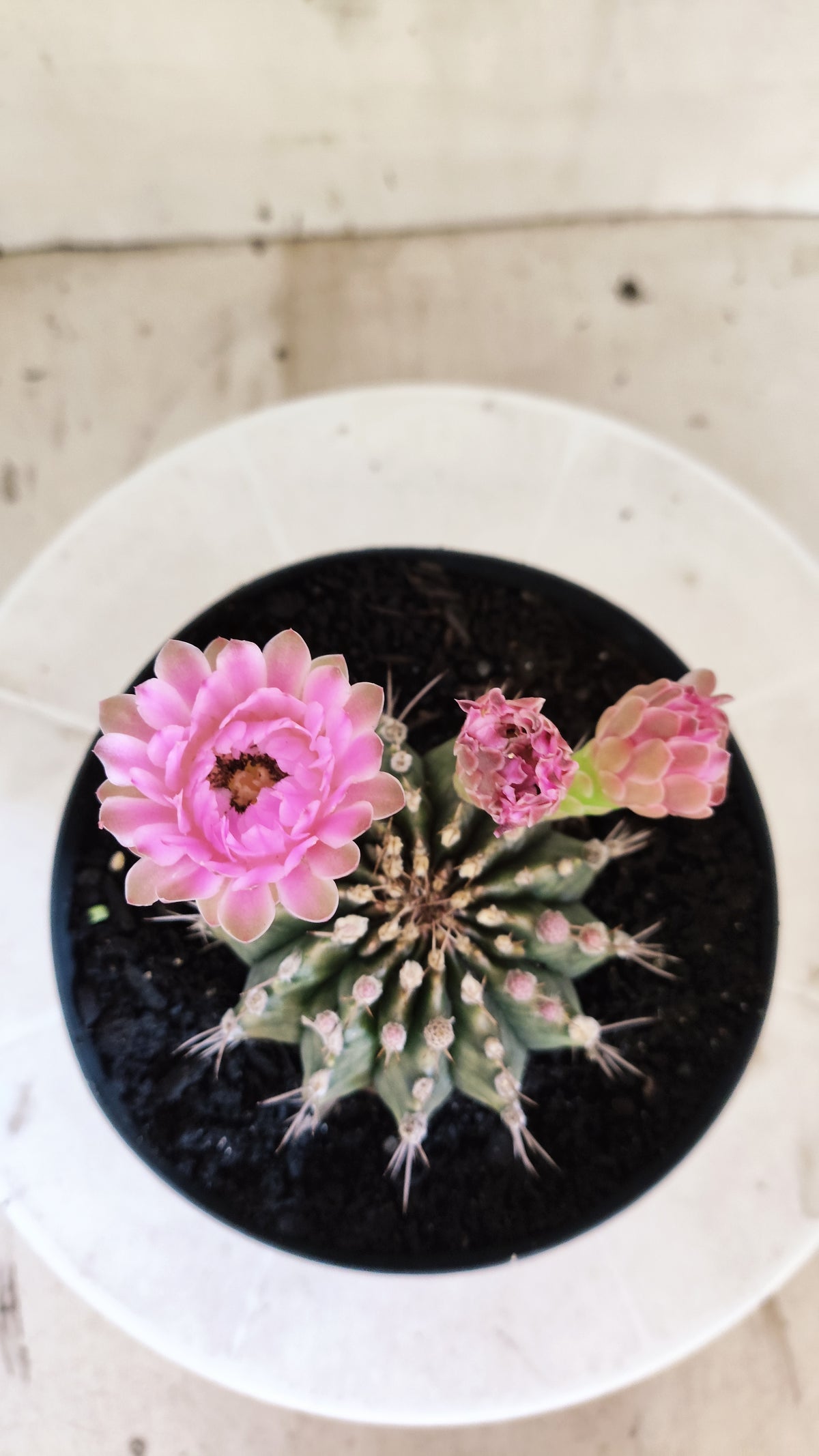 GYMNOCALYCIUM Mihanovichii Nº 1682 – vaso 15