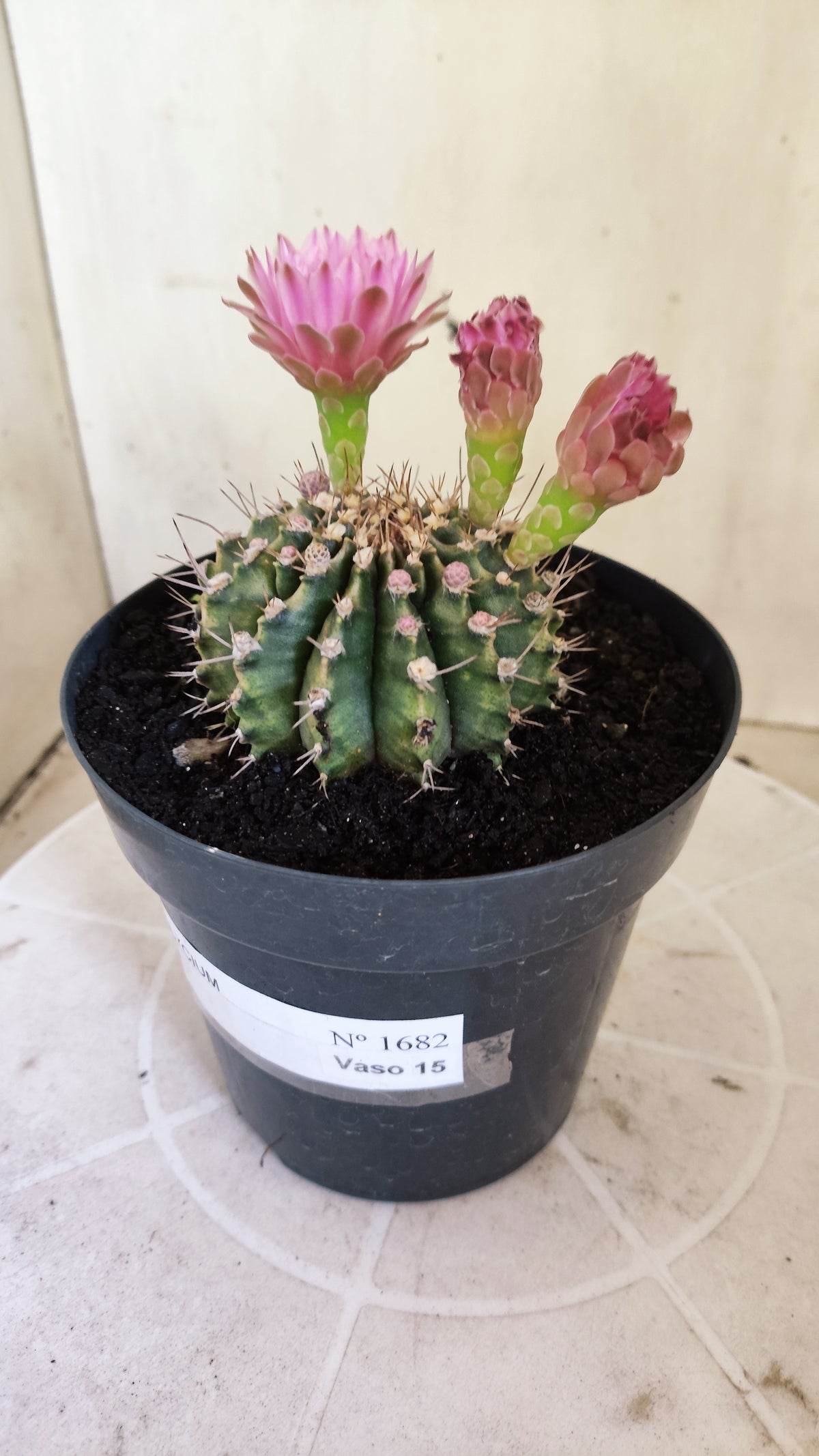 GYMNOCALYCIUM Mihanovichii Nº 1682 – vaso 15