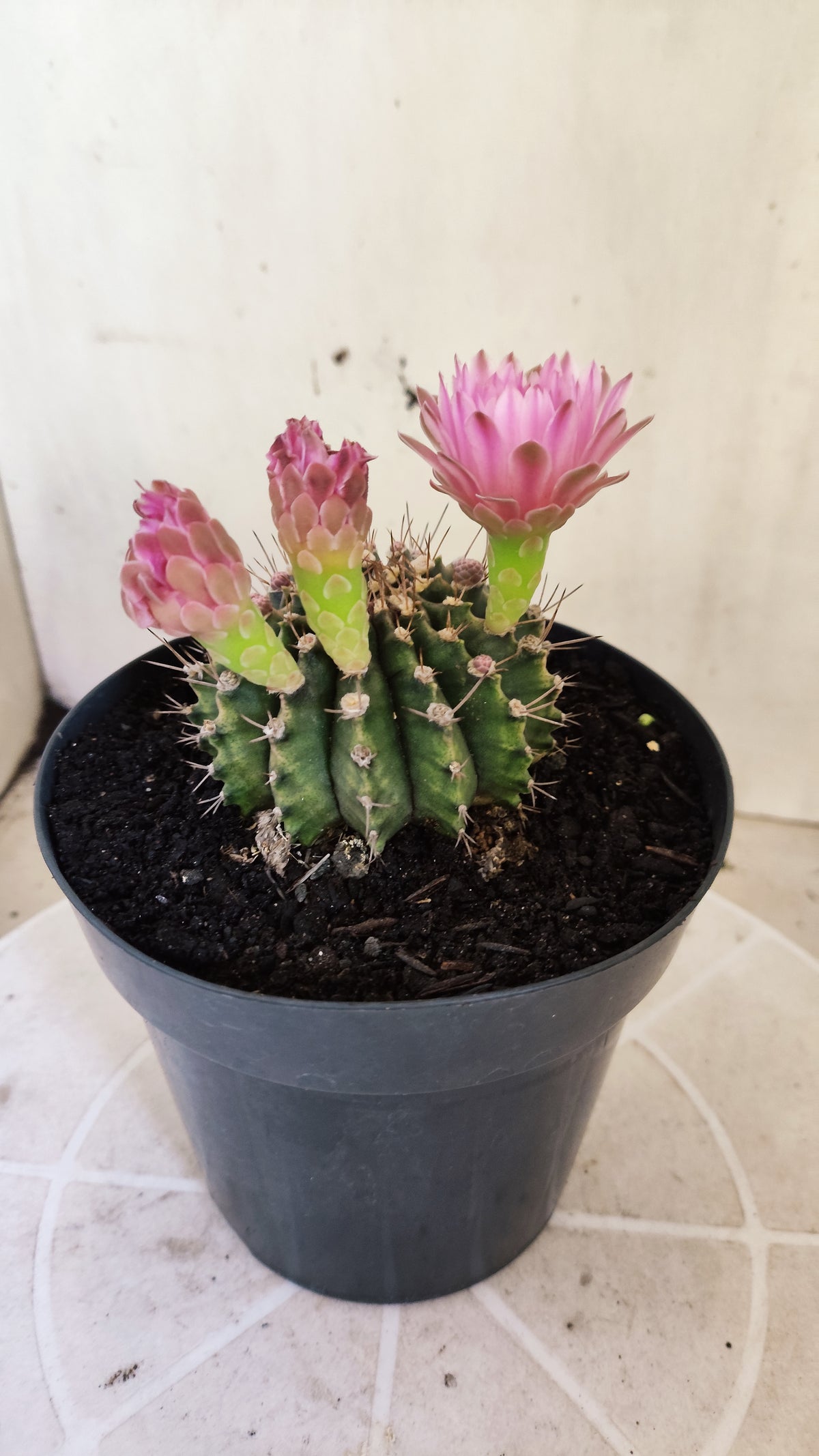 GYMNOCALYCIUM Mihanovichii Nº 1682 – vaso 15