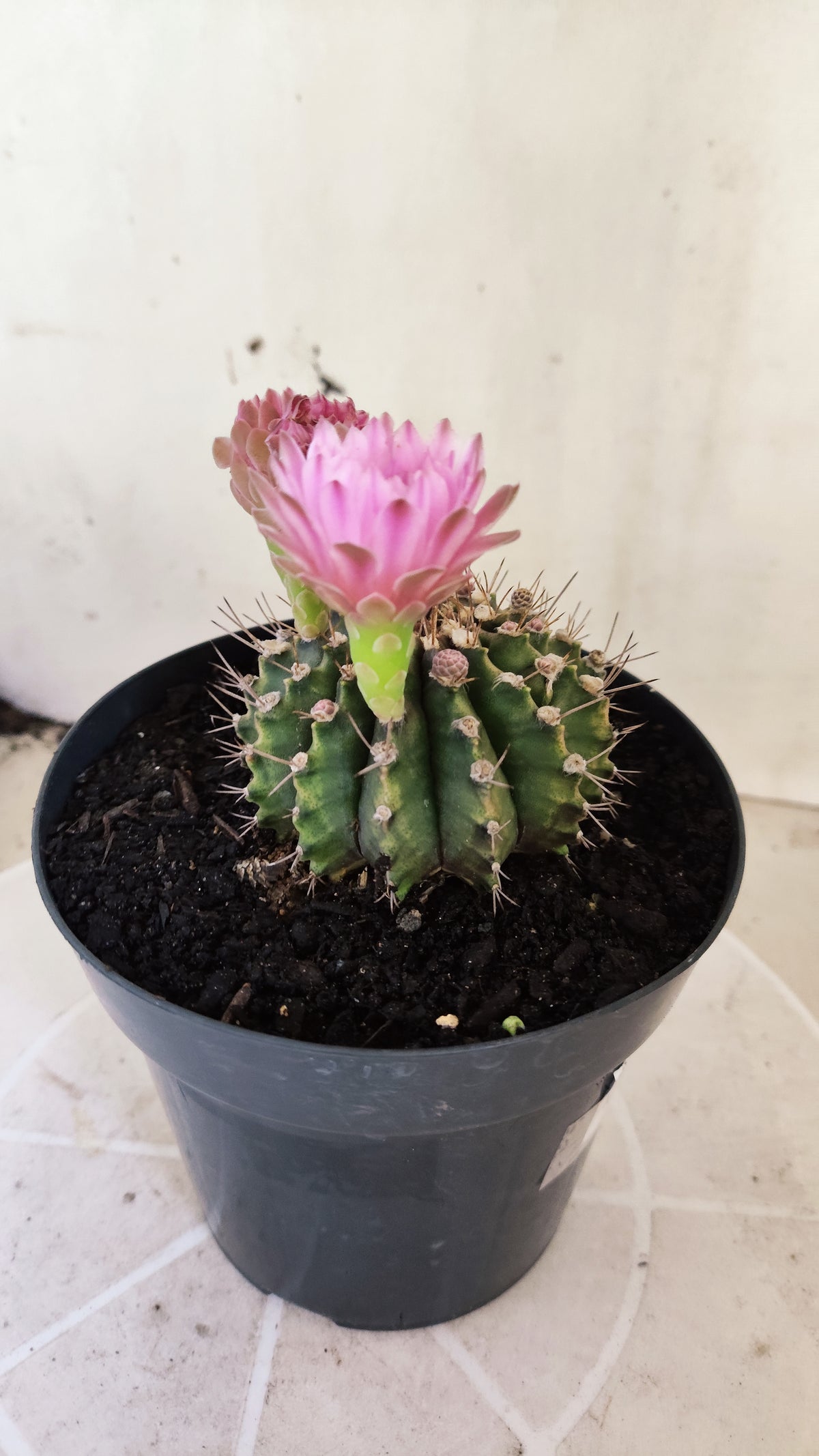 GYMNOCALYCIUM Mihanovichii Nº 1682 – vaso 15
