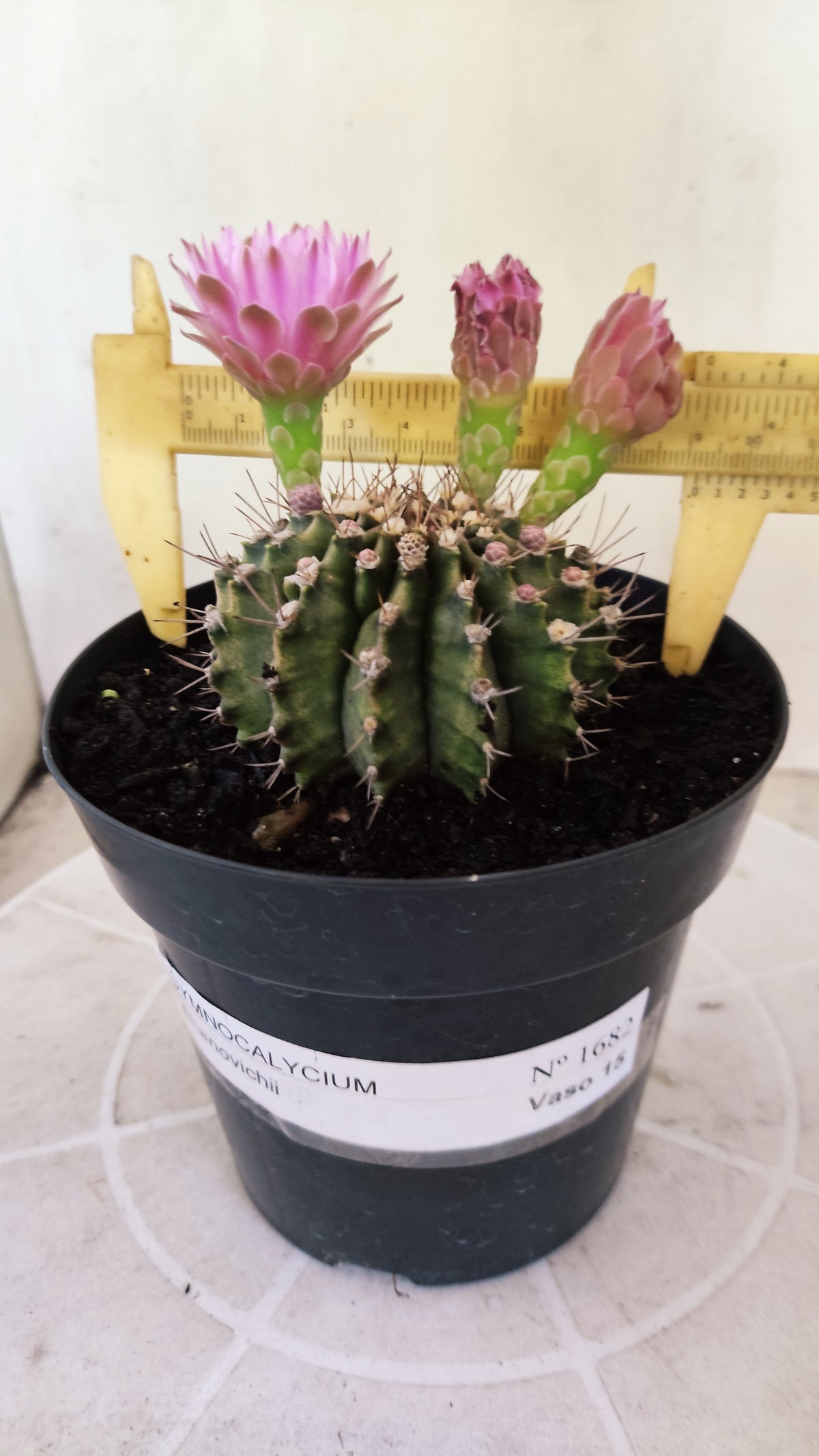 GYMNOCALYCIUM Mihanovichii Nº 1682 – vaso 15