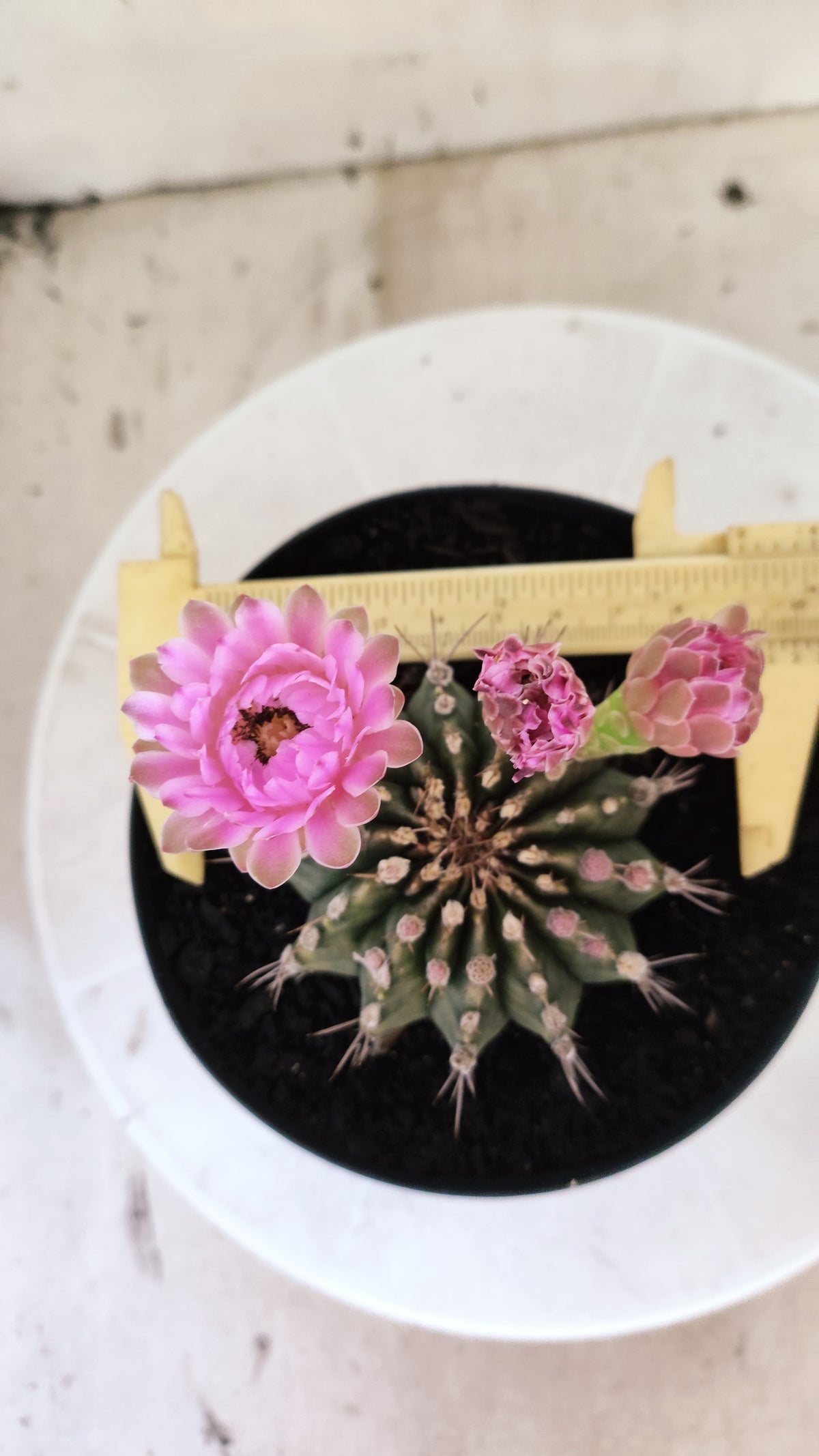 GYMNOCALYCIUM Mihanovichii Nº 1682 – vaso 15