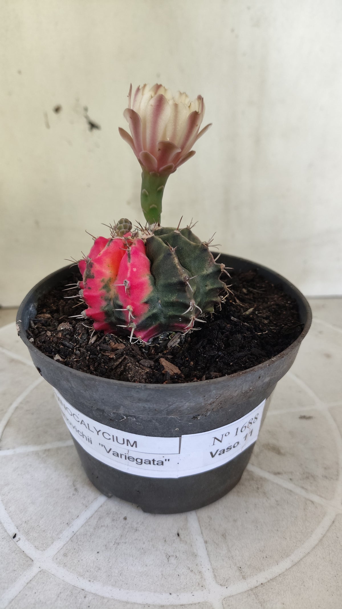 GYMNOCALYCIUM Mihanovichii Variegata Nº 1688 – vaso 11