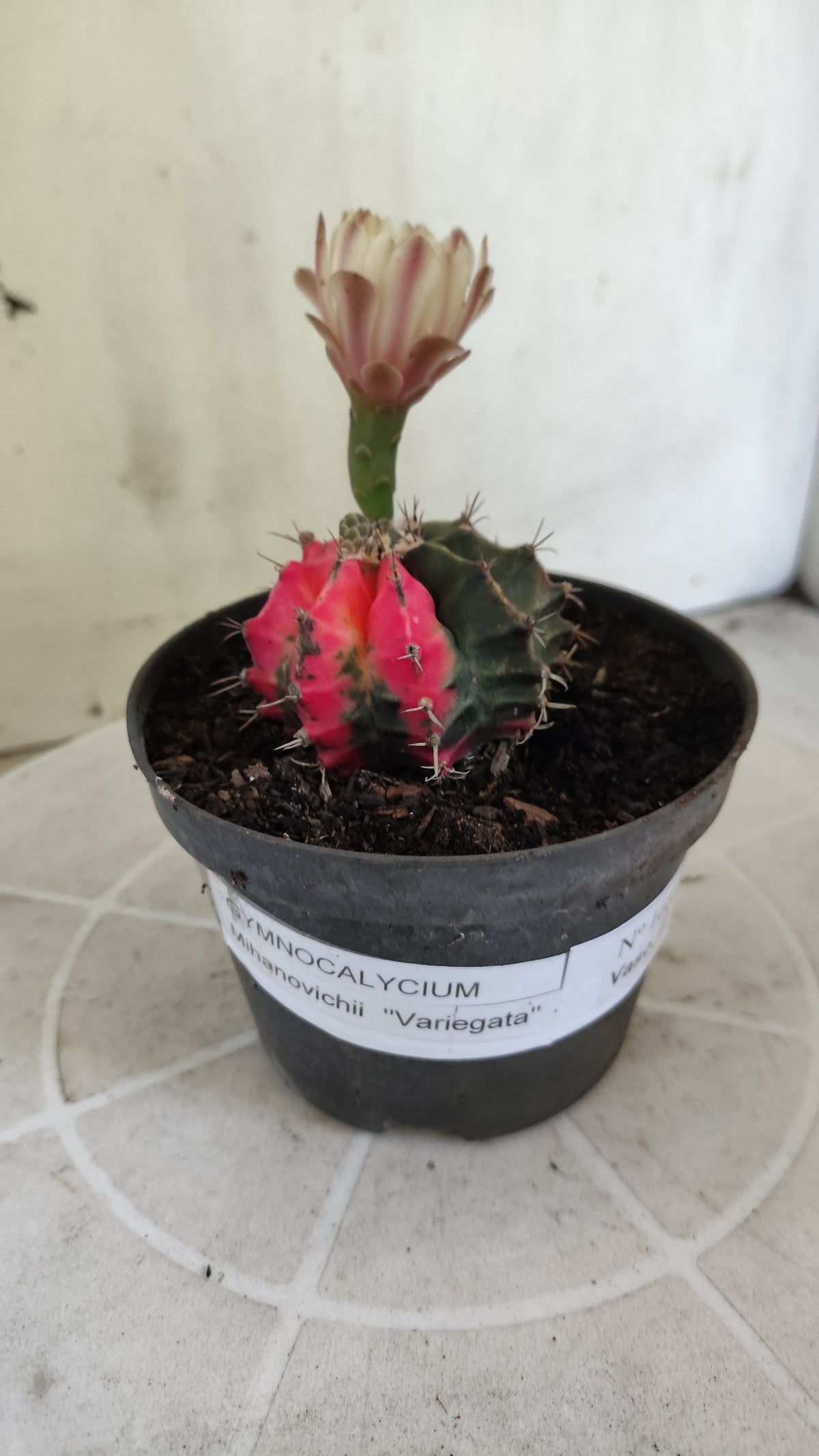 GYMNOCALYCIUM Mihanovichii Variegata Nº 1688 – vaso 11