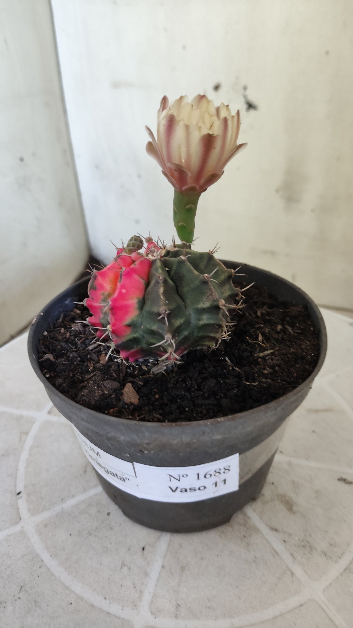 GYMNOCALYCIUM Mihanovichii Variegata Nº 1688 – vaso 11
