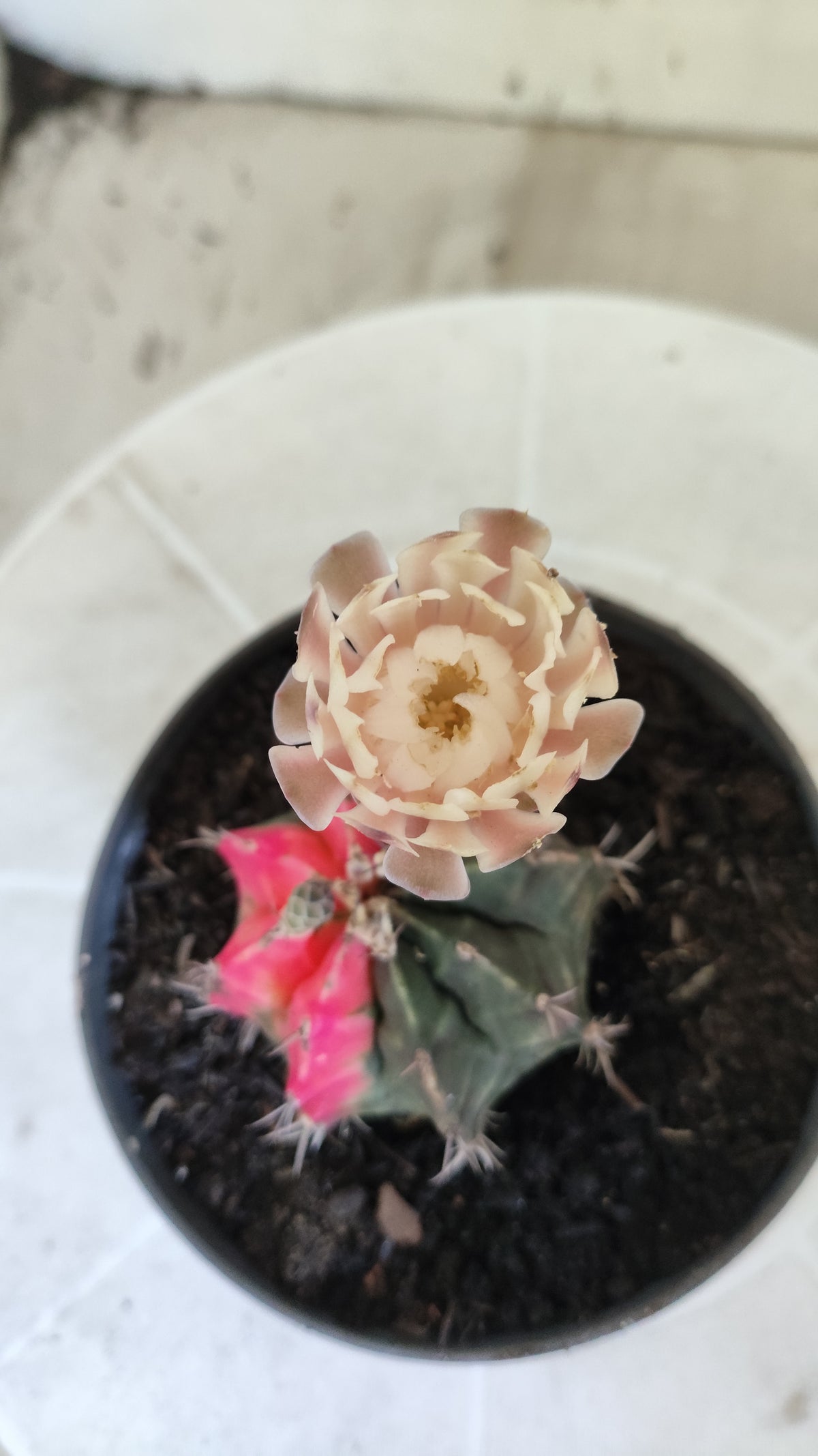 GYMNOCALYCIUM Mihanovichii Variegata Nº 1688 – vaso 11