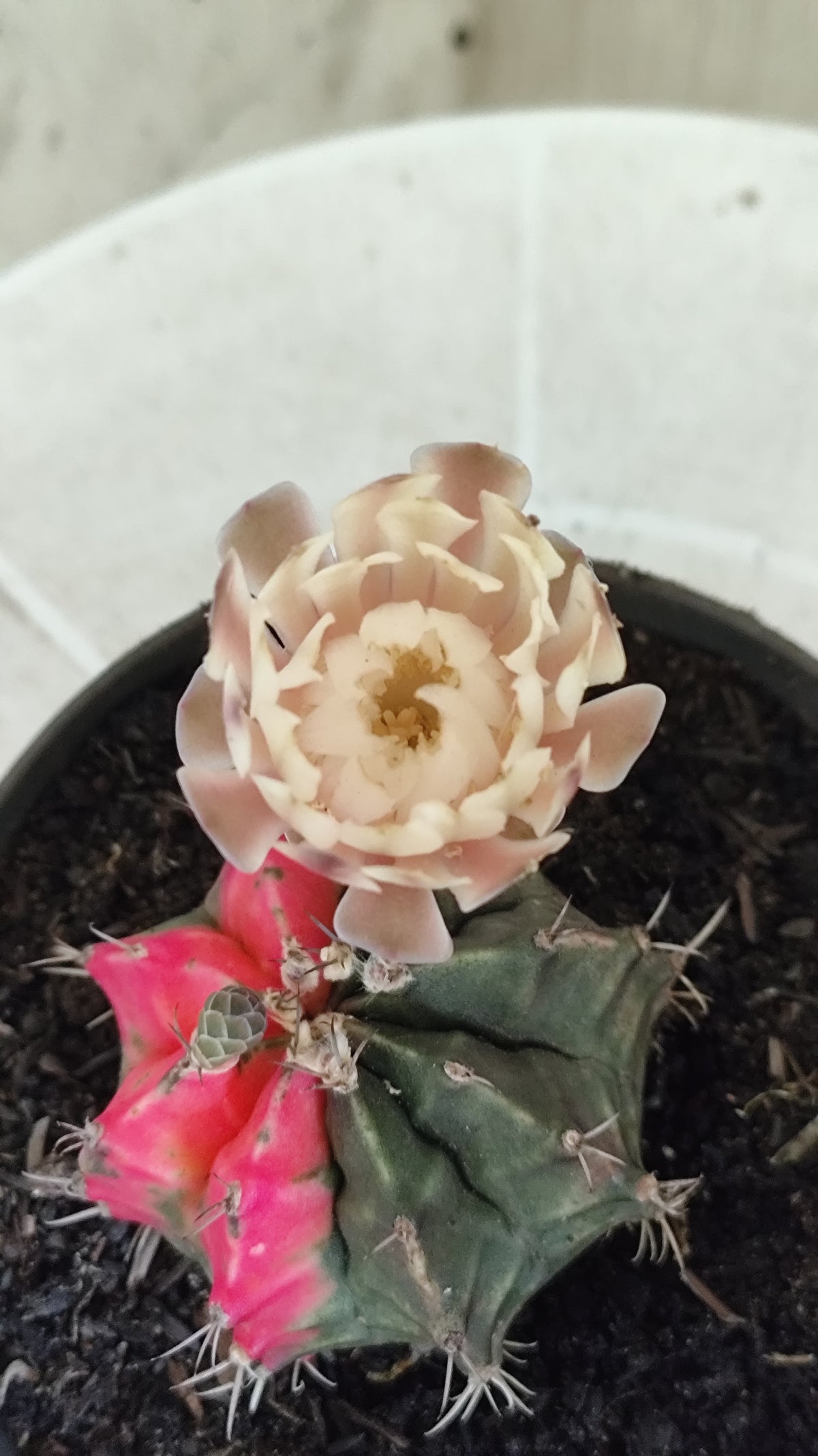 GYMNOCALYCIUM Mihanovichii Variegata Nº 1688 – vaso 11