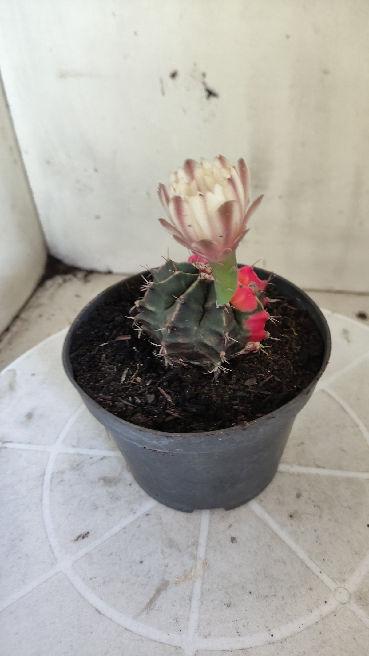 GYMNOCALYCIUM Mihanovichii Variegata Nº 1688 – vaso 11