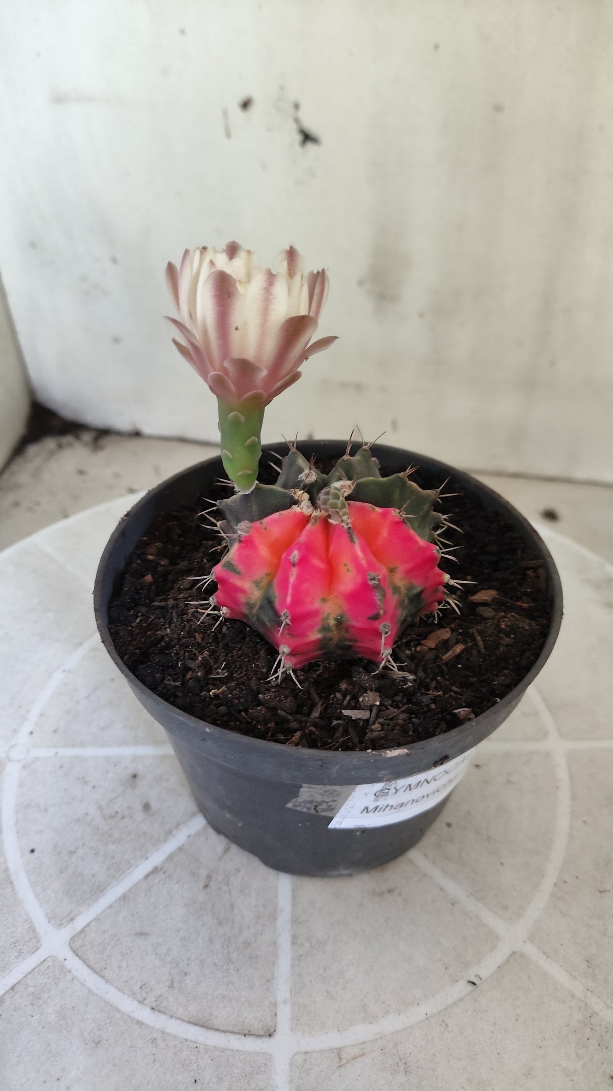 GYMNOCALYCIUM Mihanovichii Variegata Nº 1688 – vaso 11