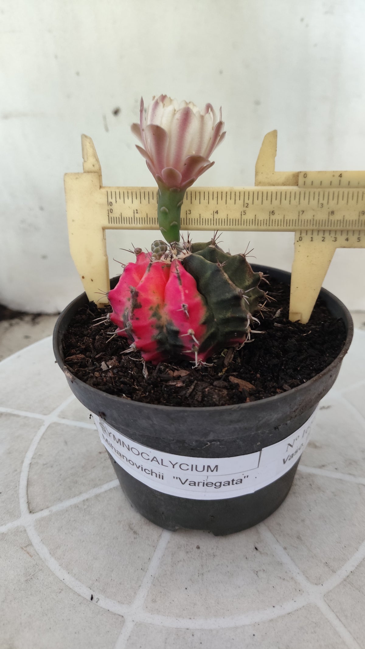 GYMNOCALYCIUM Mihanovichii Variegata Nº 1688 – vaso 11