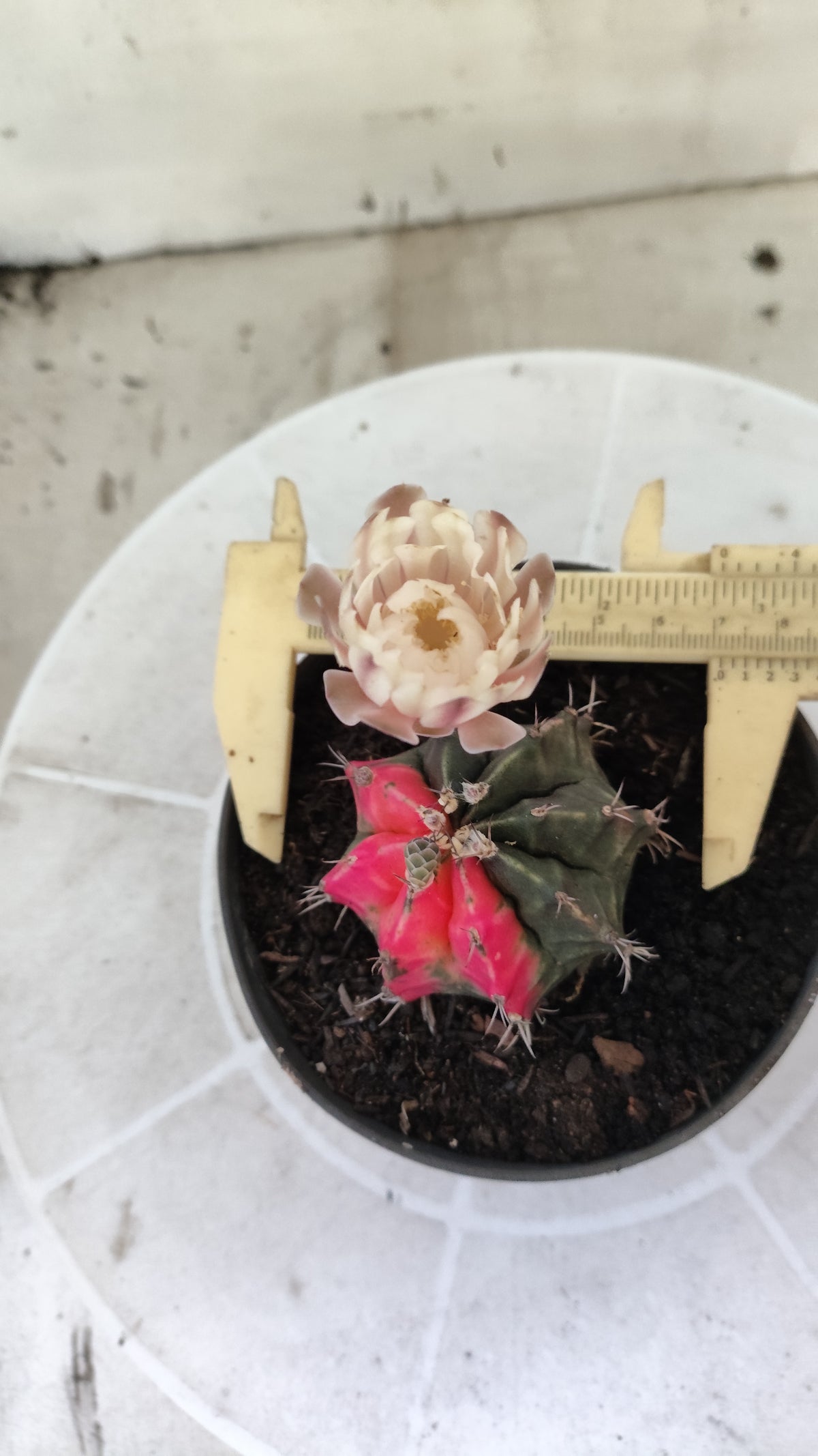GYMNOCALYCIUM Mihanovichii Variegata Nº 1688 – vaso 11