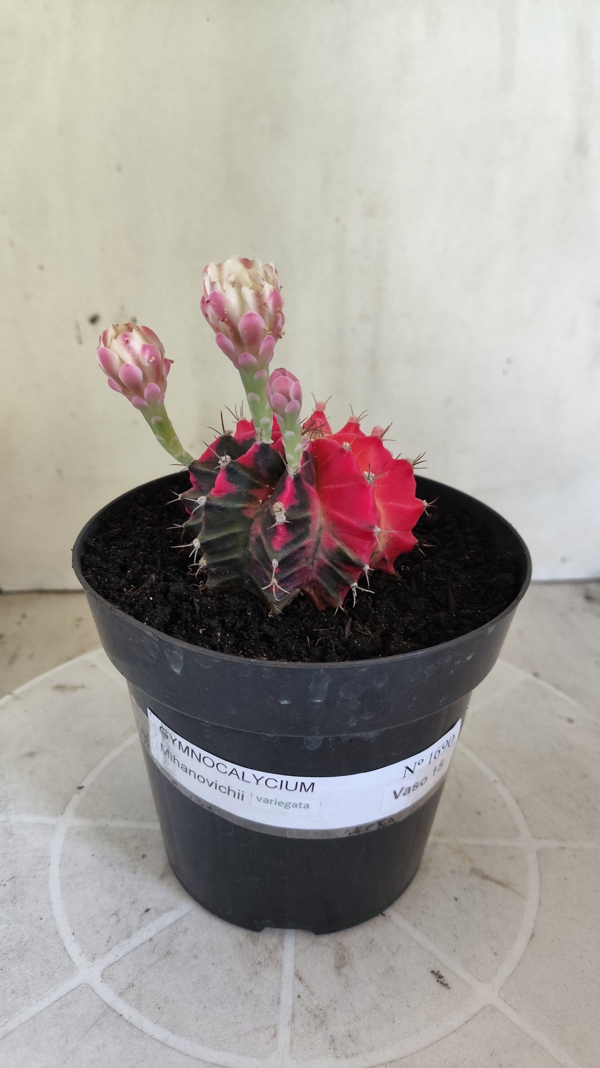 GYMNOCALYCIUM Mihanovichii Variegata Nº 1690 – vaso 15