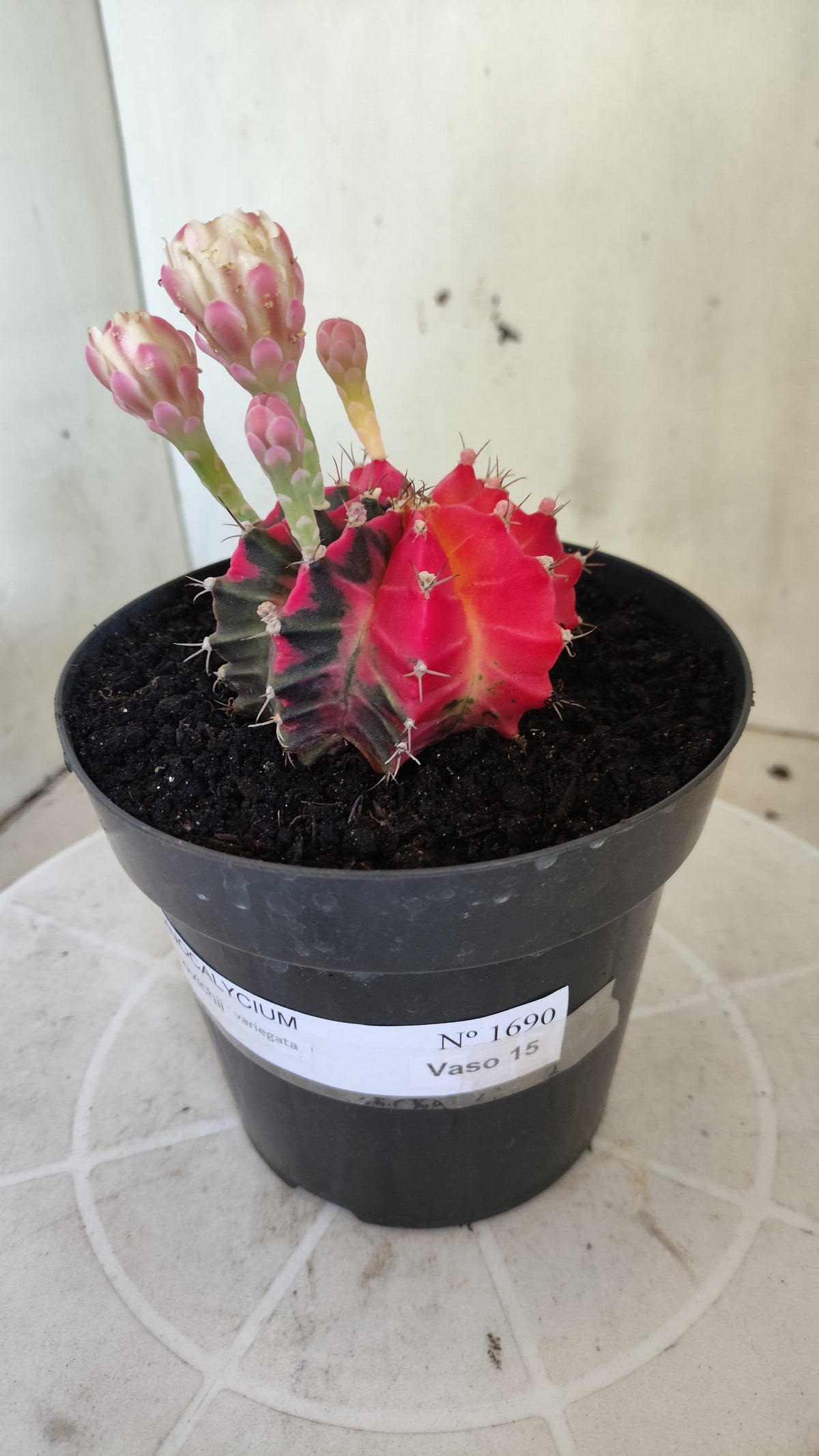 GYMNOCALYCIUM Mihanovichii Variegata Nº 1690 – vaso 15
