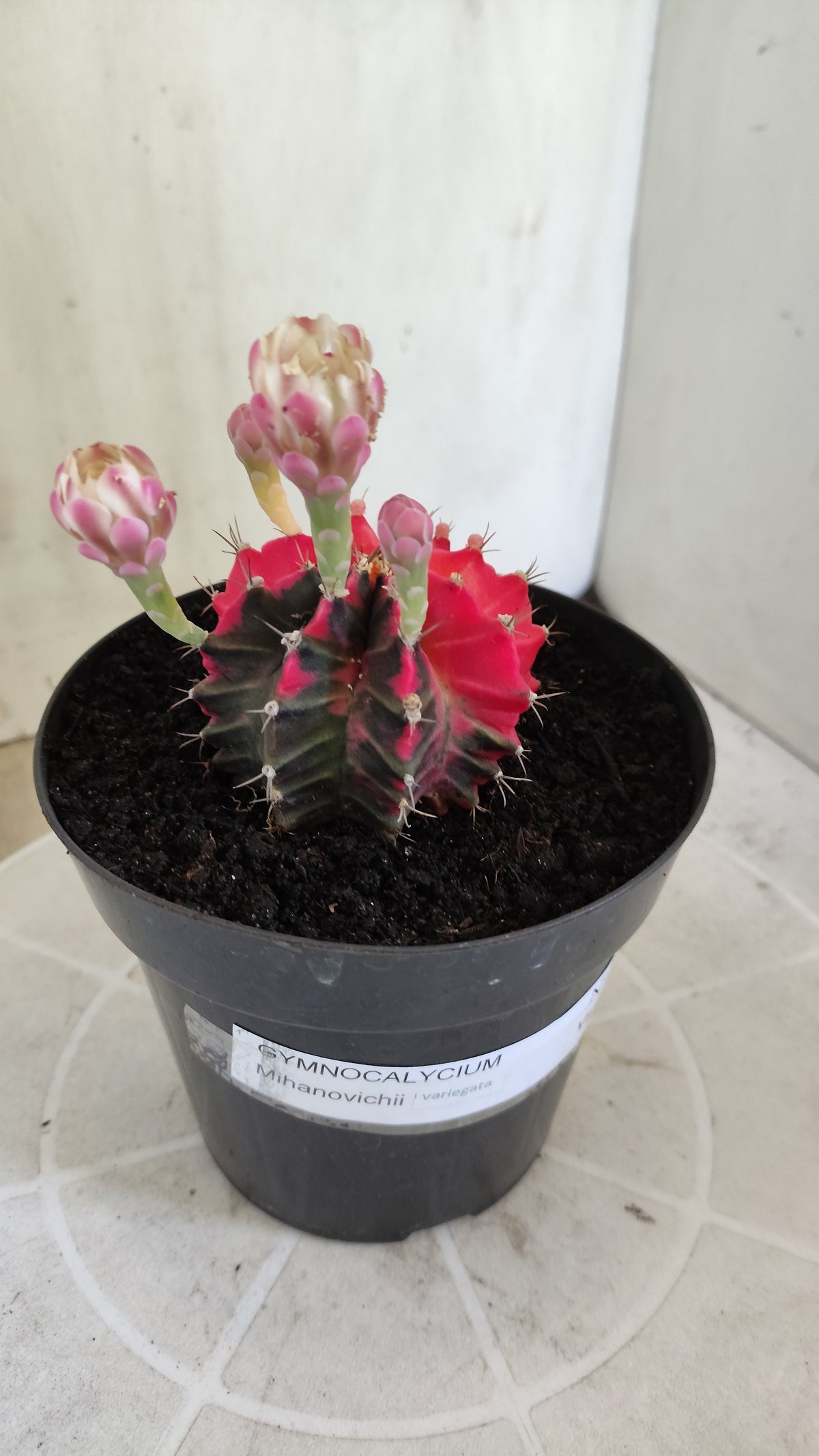GYMNOCALYCIUM Mihanovichii Variegata Nº 1690 – vaso 15