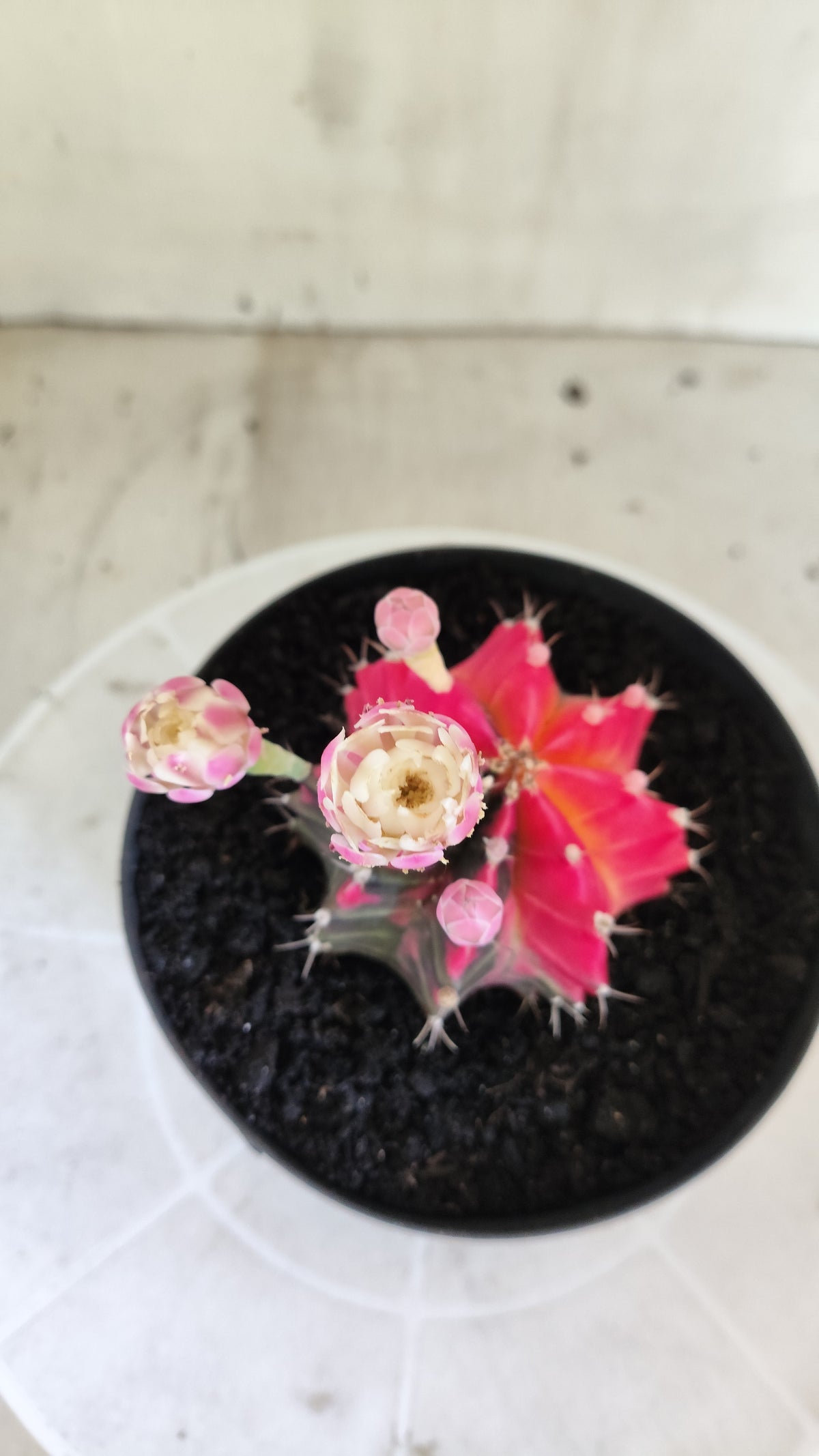 GYMNOCALYCIUM Mihanovichii Variegata Nº 1690 – vaso 15