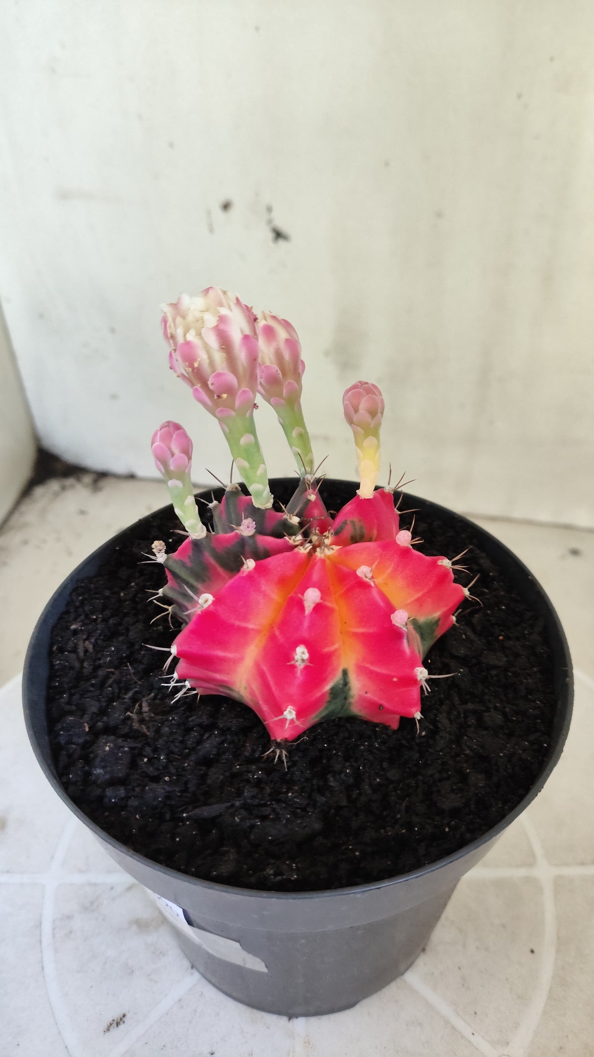 GYMNOCALYCIUM Mihanovichii Variegata Nº 1690 – vaso 15
