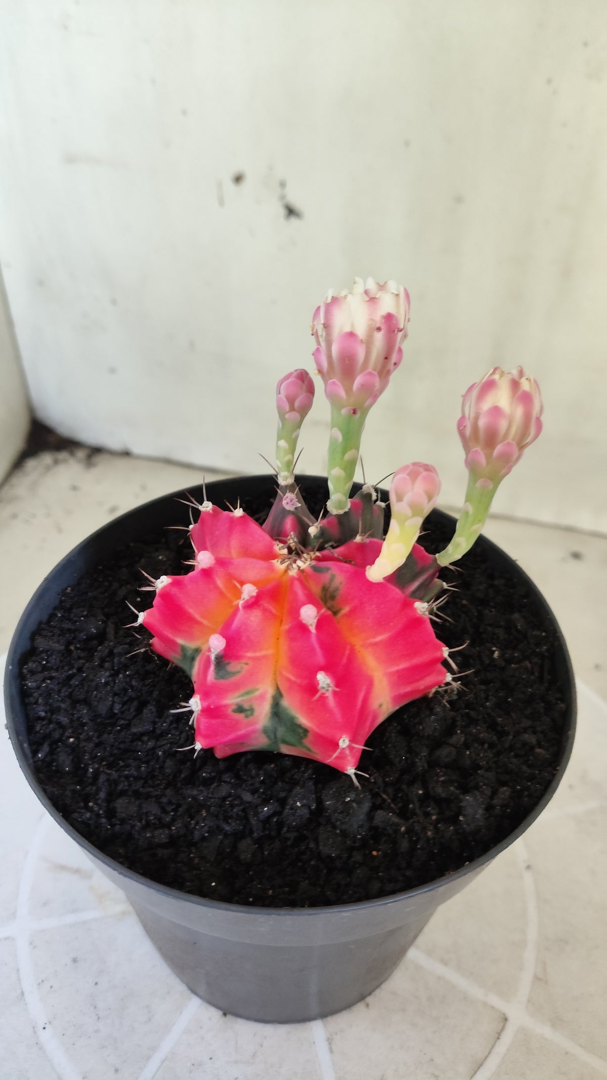 GYMNOCALYCIUM Mihanovichii Variegata Nº 1690 – vaso 15