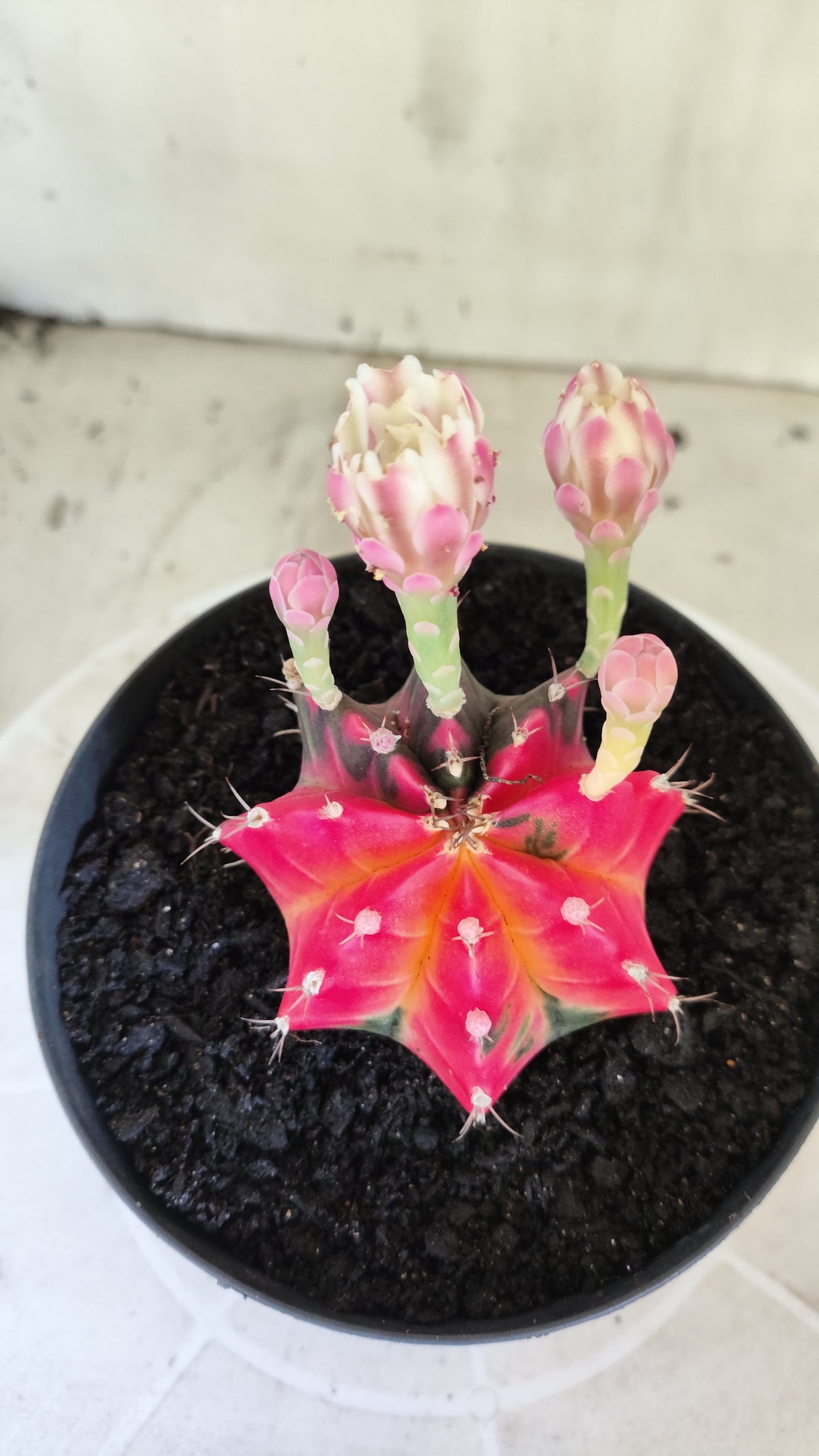 GYMNOCALYCIUM Mihanovichii Variegata Nº 1690 – vaso 15
