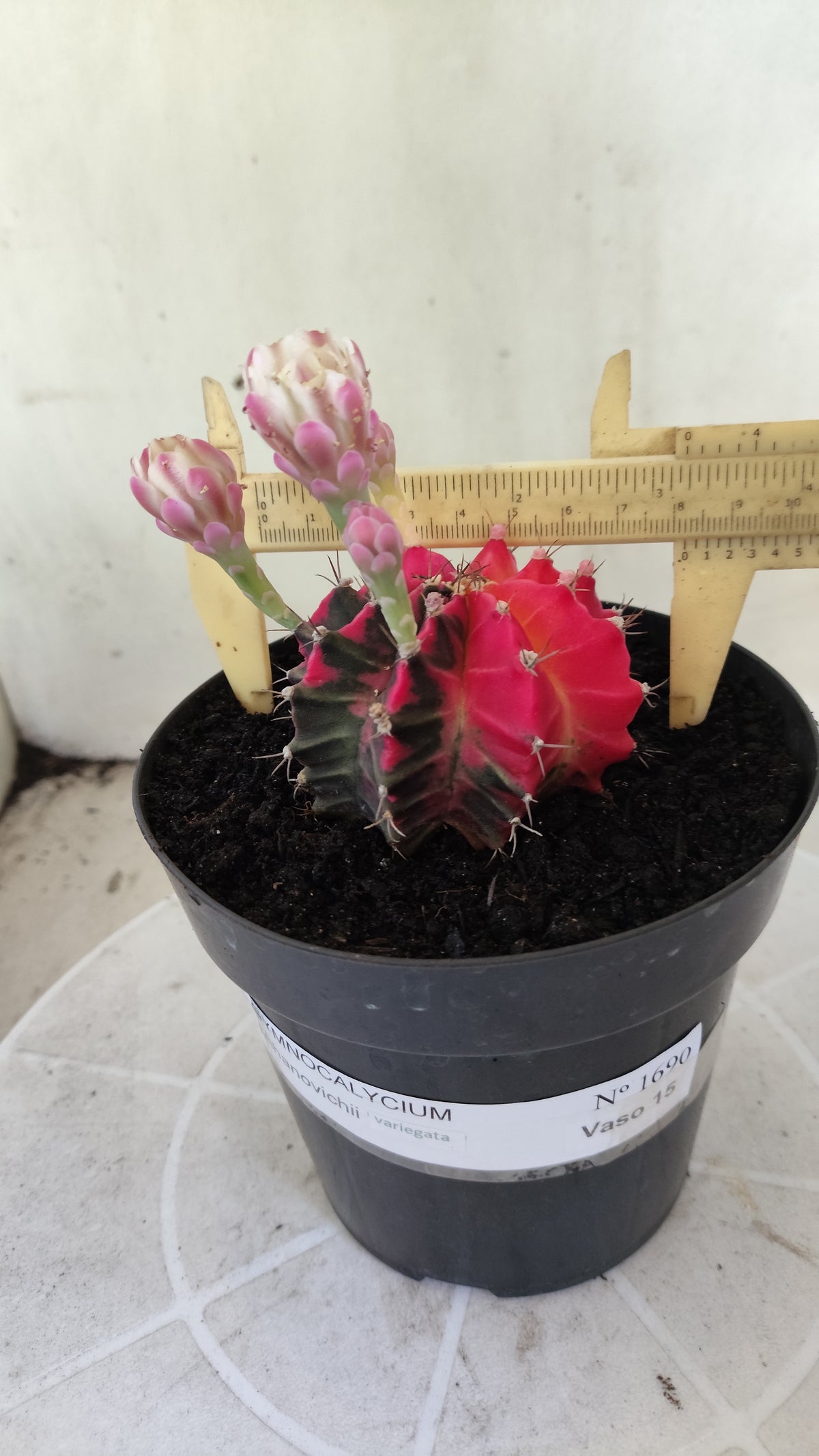 GYMNOCALYCIUM Mihanovichii Variegata Nº 1690 – vaso 15