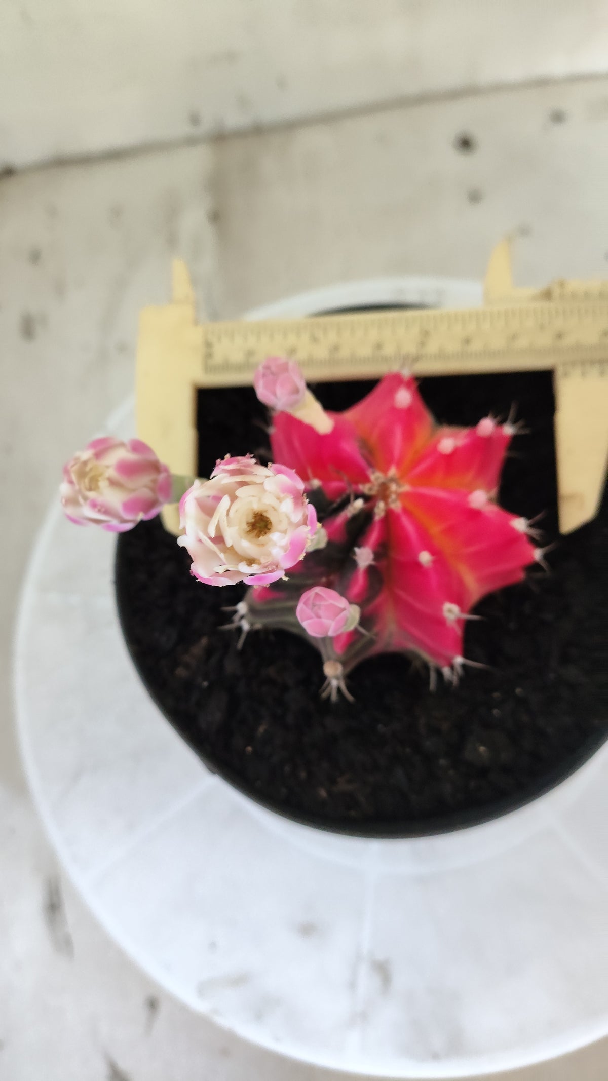 GYMNOCALYCIUM Mihanovichii Variegata Nº 1690 – vaso 15
