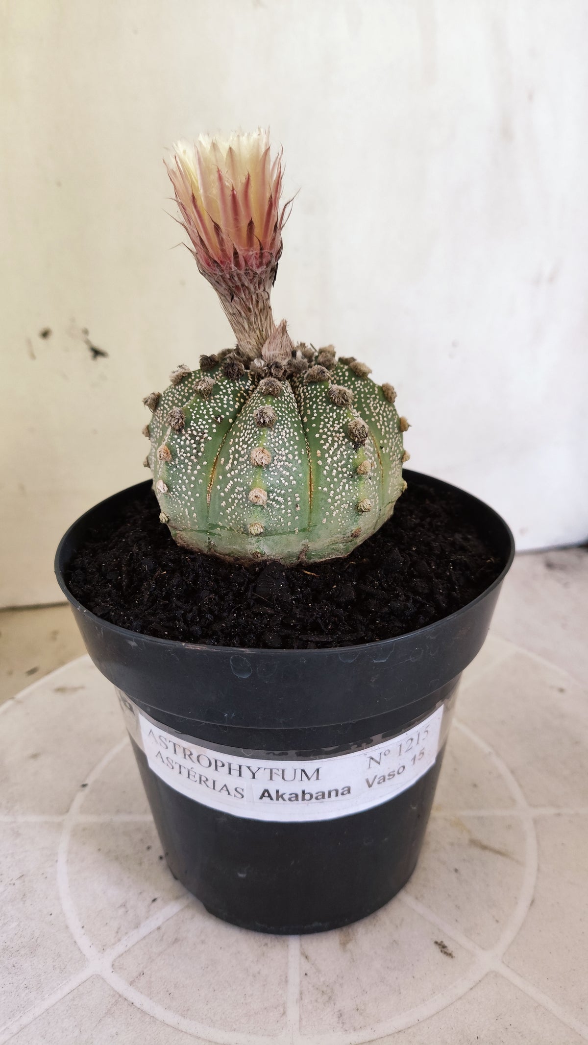 ASTROPHYTUM ASTERIAS SUPER KABUTO  Nº 1215 - vaso 15