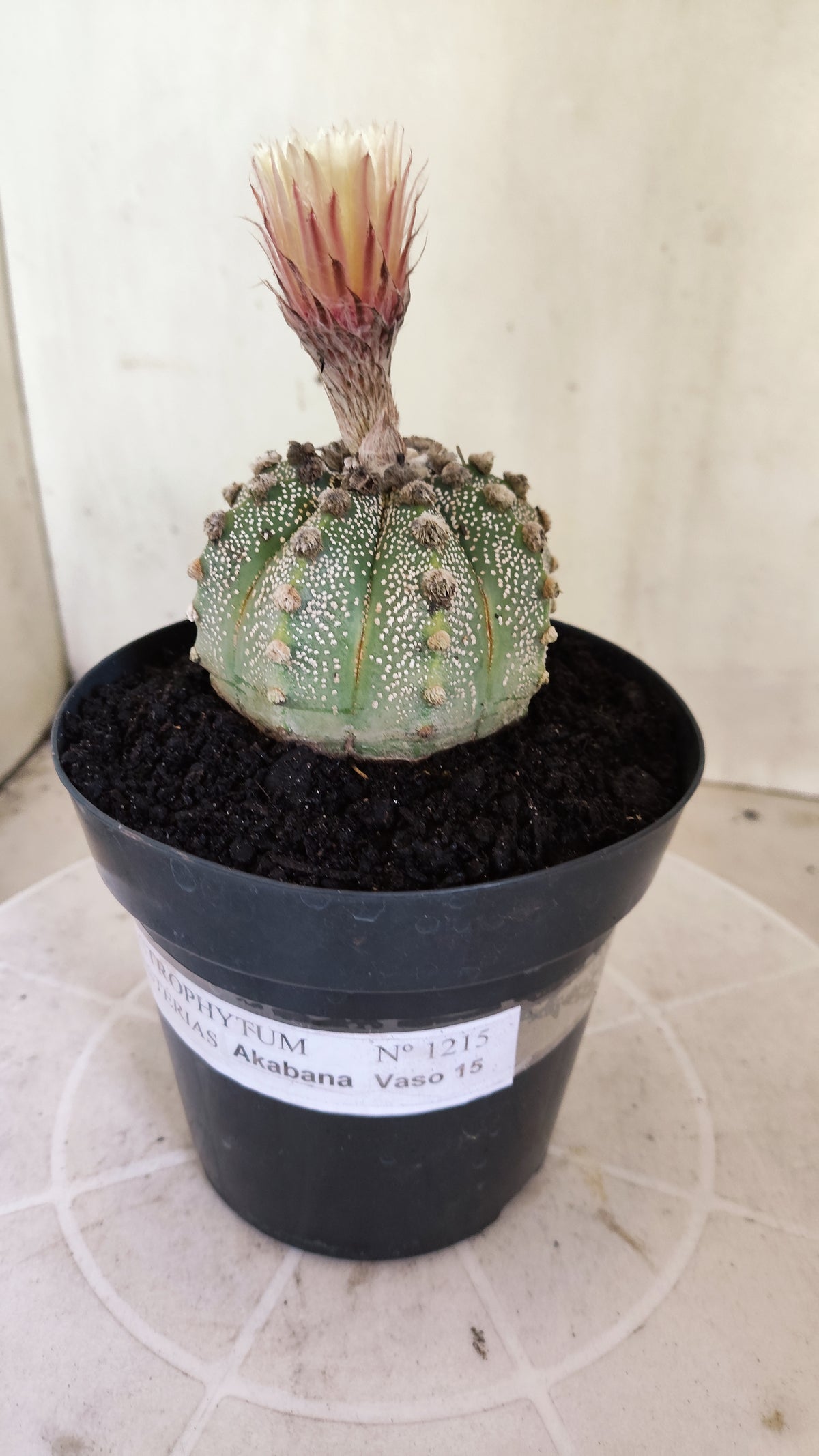 ASTROPHYTUM ASTERIAS SUPER KABUTO  Nº 1215 - vaso 15