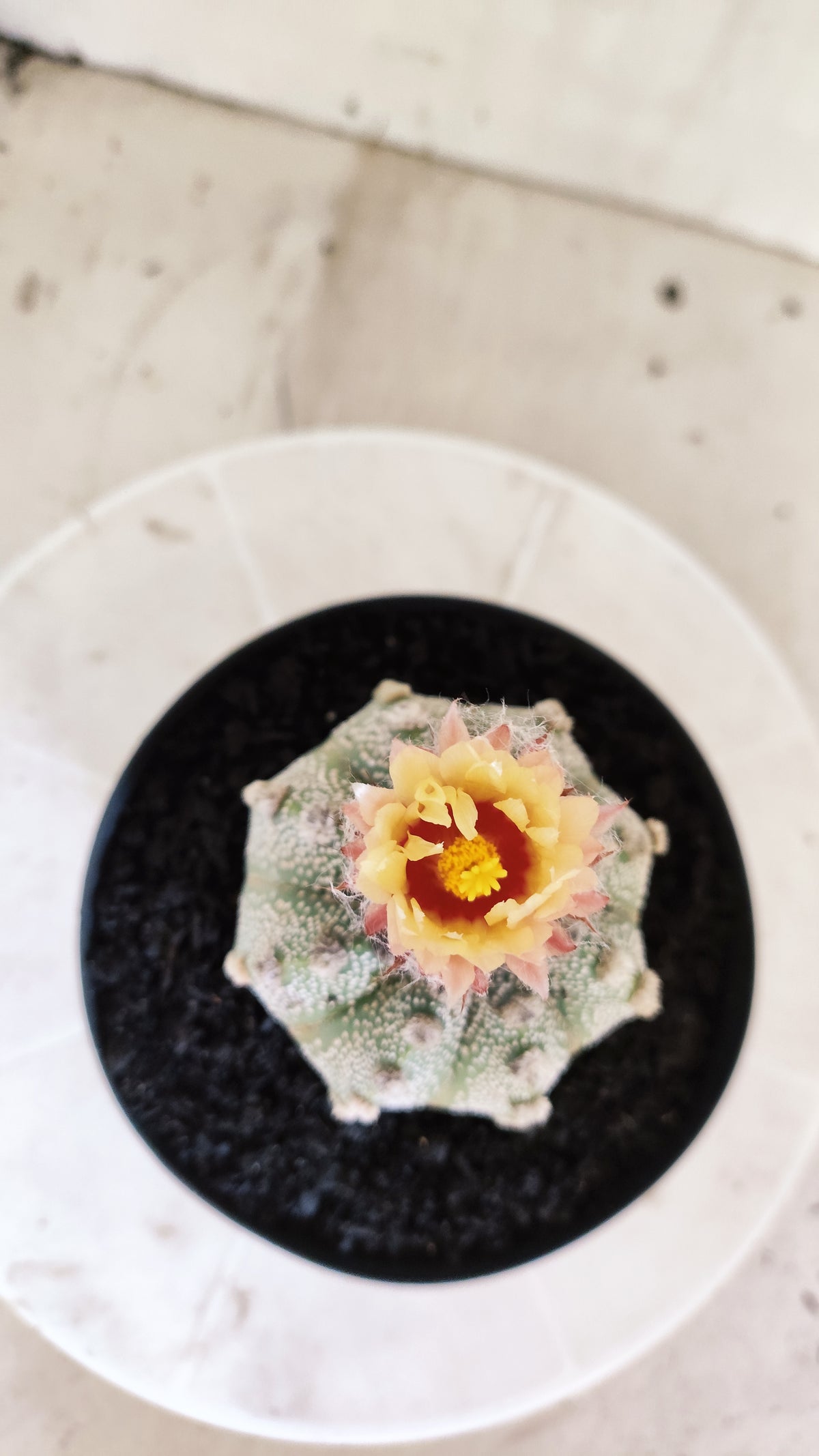 ASTROPHYTUM ASTERIAS SUPER KABUTO  Nº 1215 - vaso 15