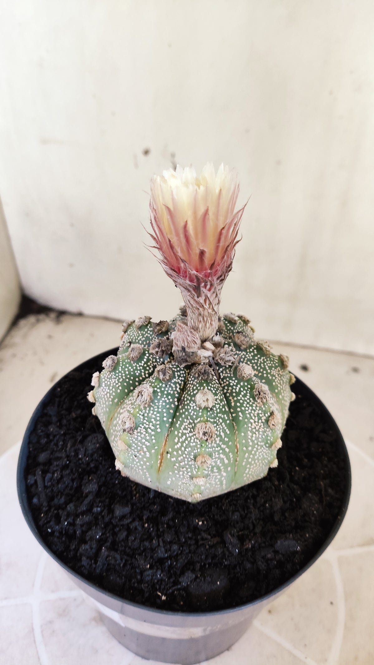 ASTROPHYTUM ASTERIAS SUPER KABUTO  Nº 1215 - vaso 15