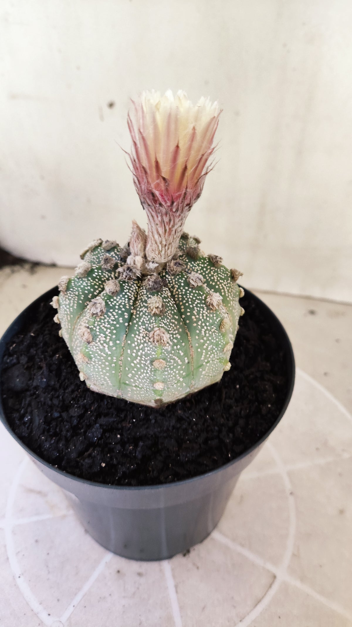 ASTROPHYTUM ASTERIAS SUPER KABUTO  Nº 1215 - vaso 15