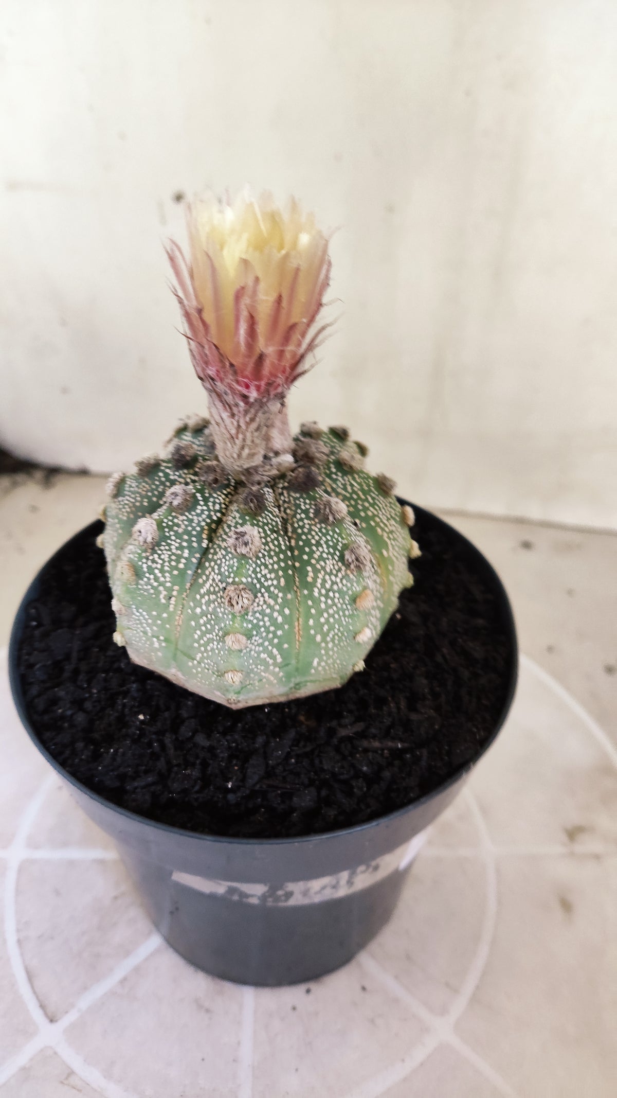 ASTROPHYTUM ASTERIAS SUPER KABUTO  Nº 1215 - vaso 15