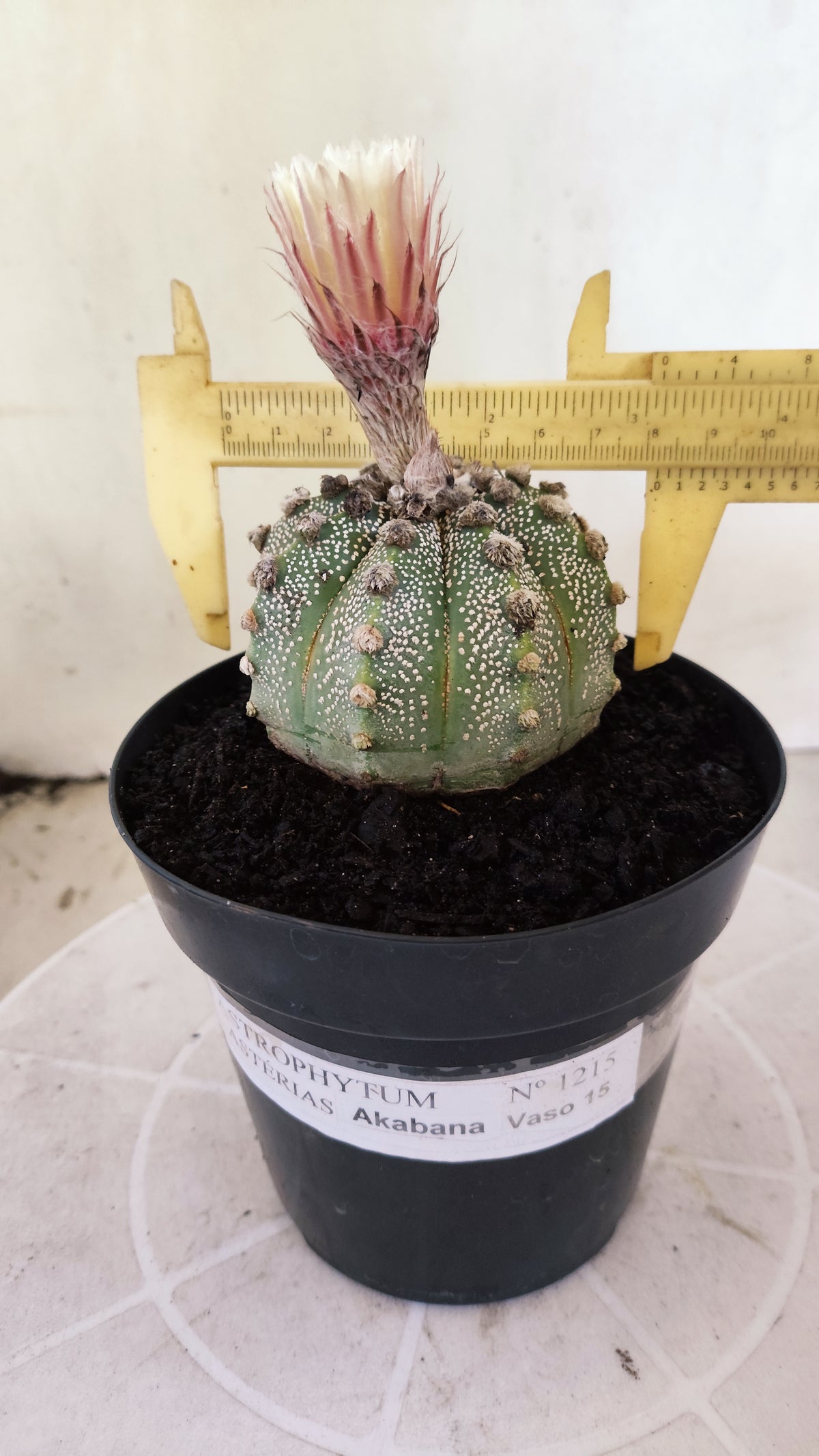 ASTROPHYTUM ASTERIAS SUPER KABUTO  Nº 1215 - vaso 15