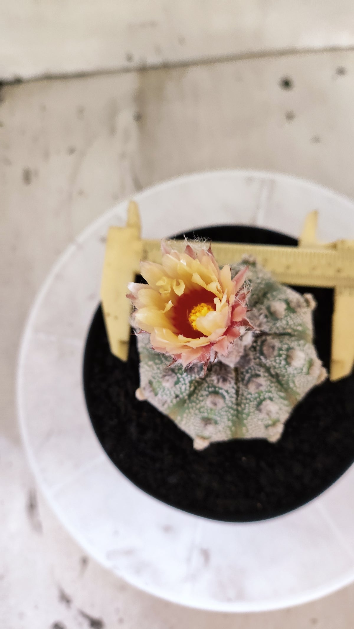 ASTROPHYTUM ASTERIAS SUPER KABUTO  Nº 1215 - vaso 15