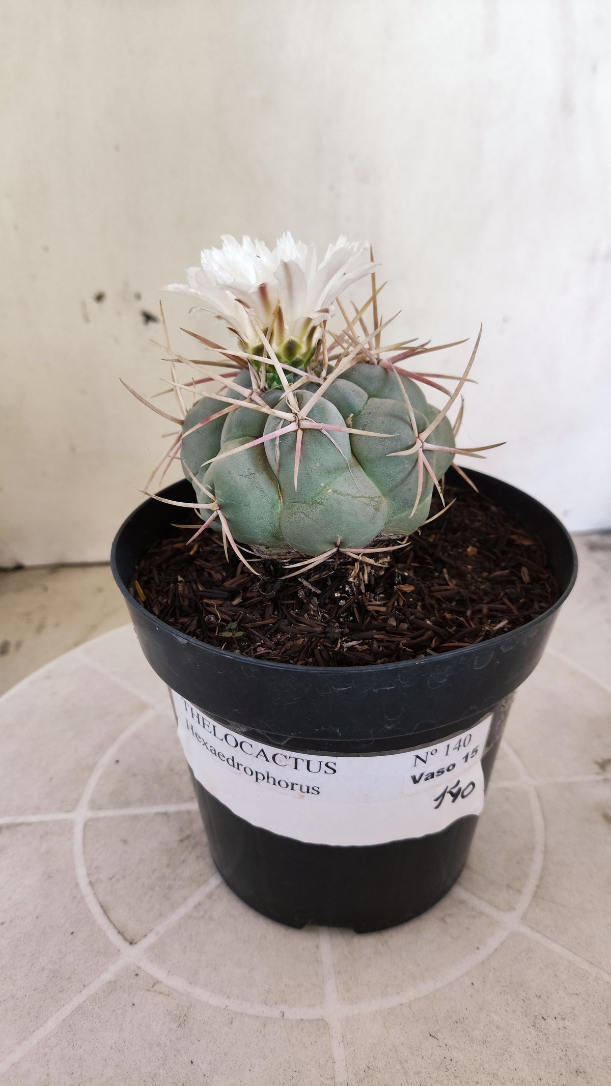 MATRIZ THELOCACTUS Hexaedrophorus Nº 140 – VASO 15
