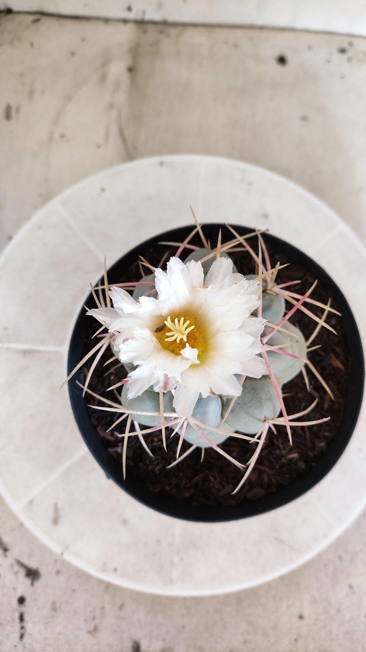 MATRIZ THELOCACTUS Hexaedrophorus Nº 140 – VASO 15