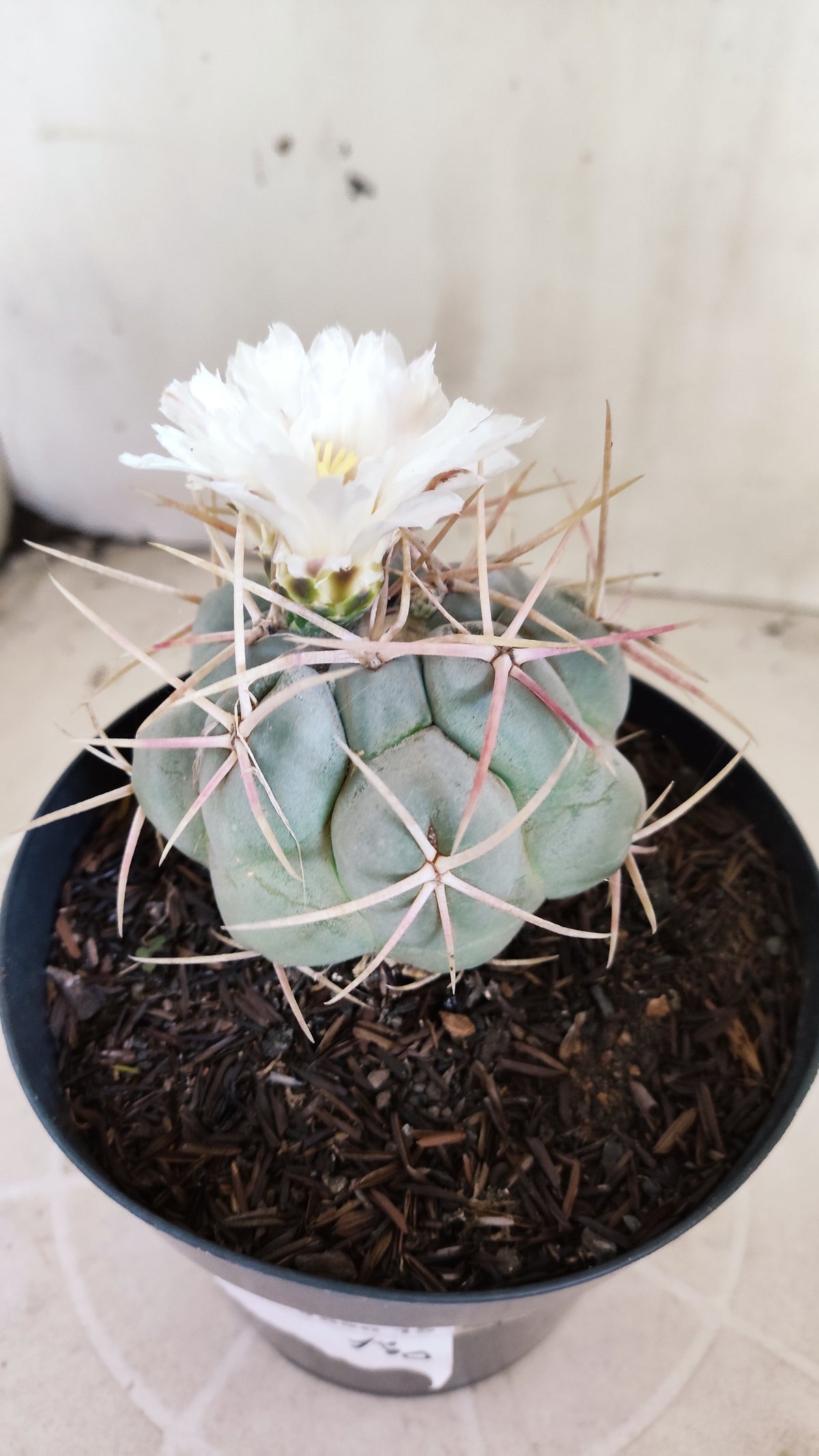 MATRIZ THELOCACTUS Hexaedrophorus Nº 140 – VASO 15