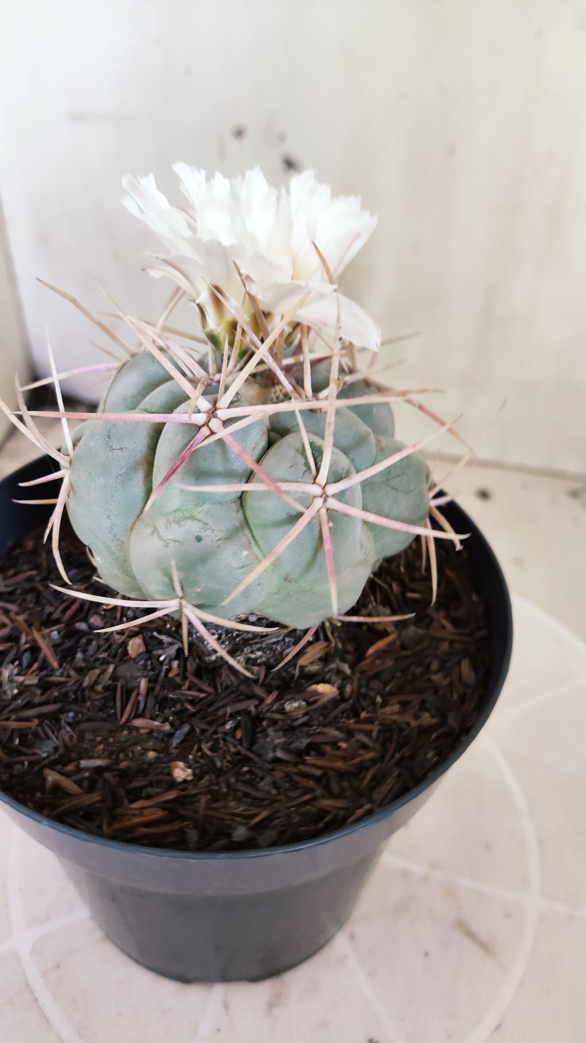 MATRIZ THELOCACTUS Hexaedrophorus Nº 140 – VASO 15