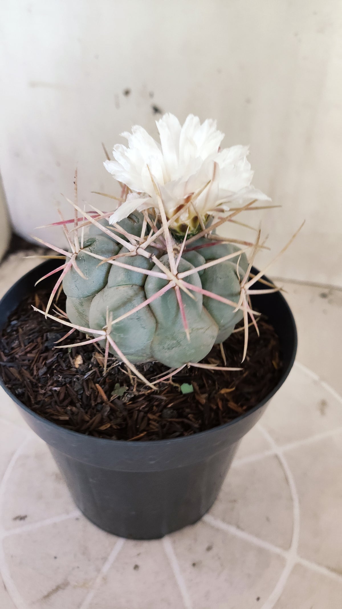 MATRIZ THELOCACTUS Hexaedrophorus Nº 140 – VASO 15
