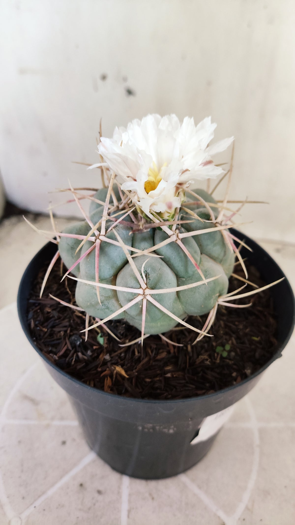 MATRIZ THELOCACTUS Hexaedrophorus Nº 140 – VASO 15