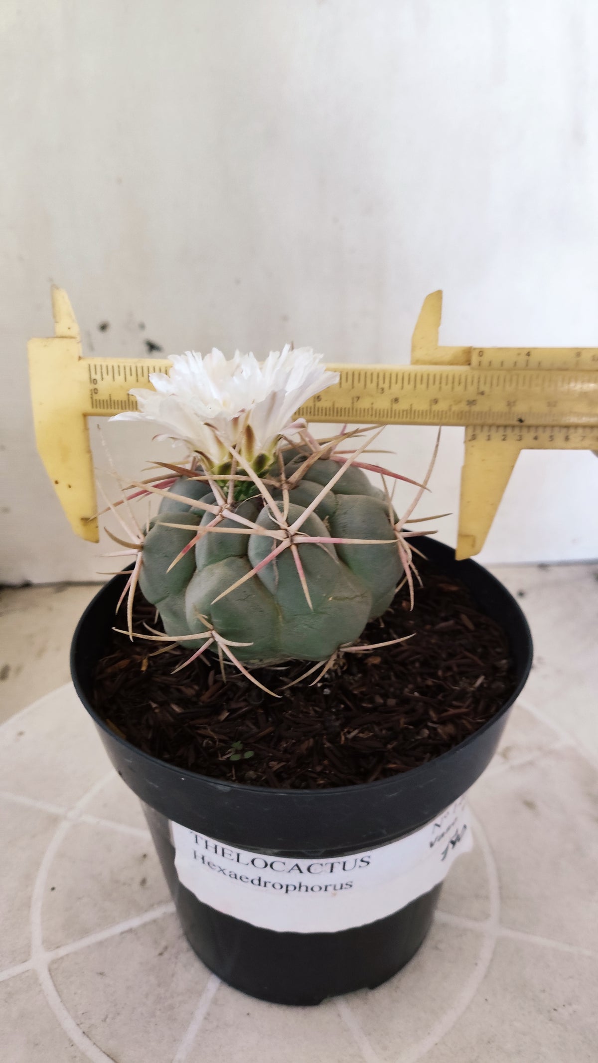 MATRIZ THELOCACTUS Hexaedrophorus Nº 140 – VASO 15